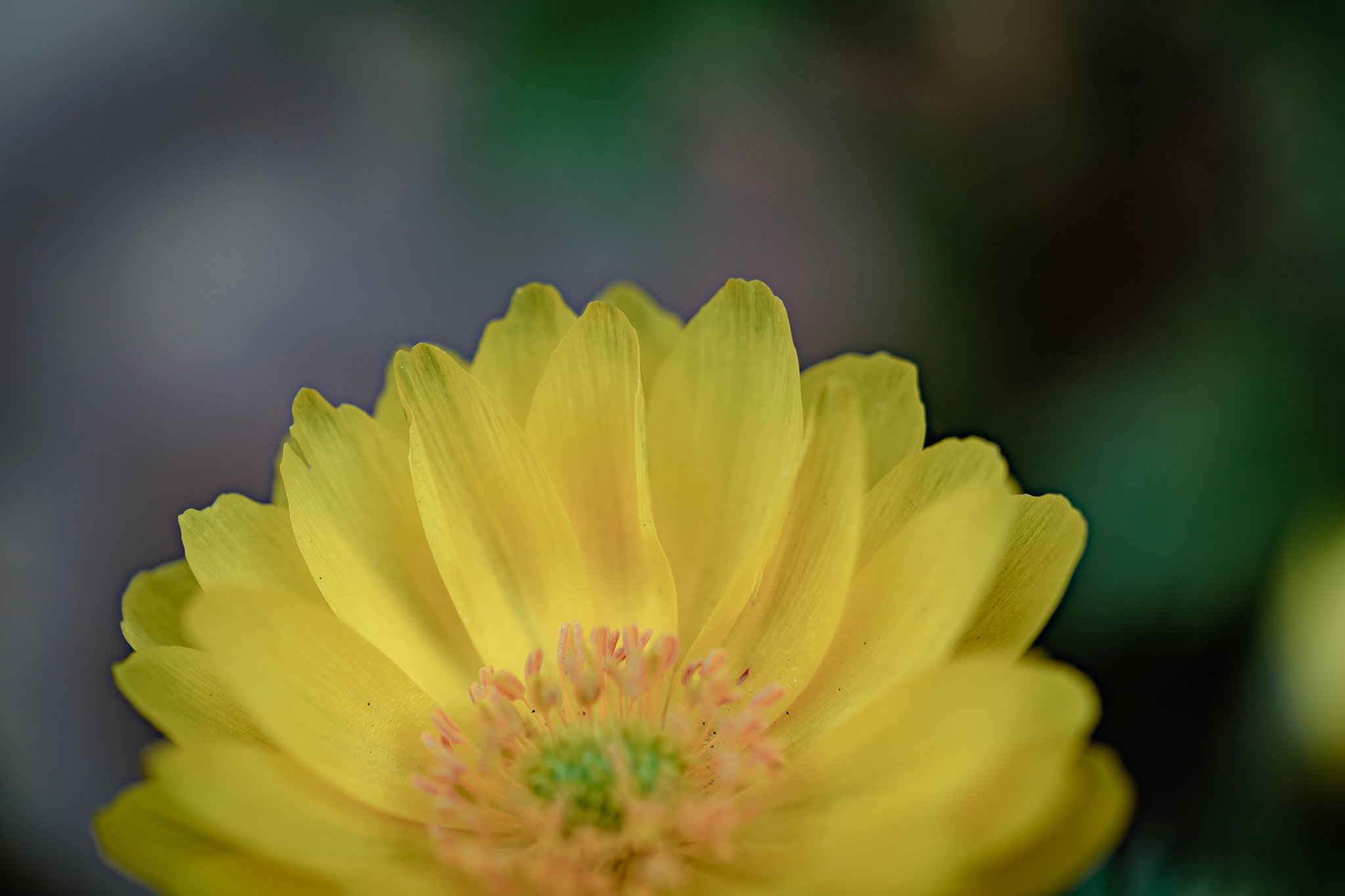 f:id:Paradisia:20210313084753j:plain