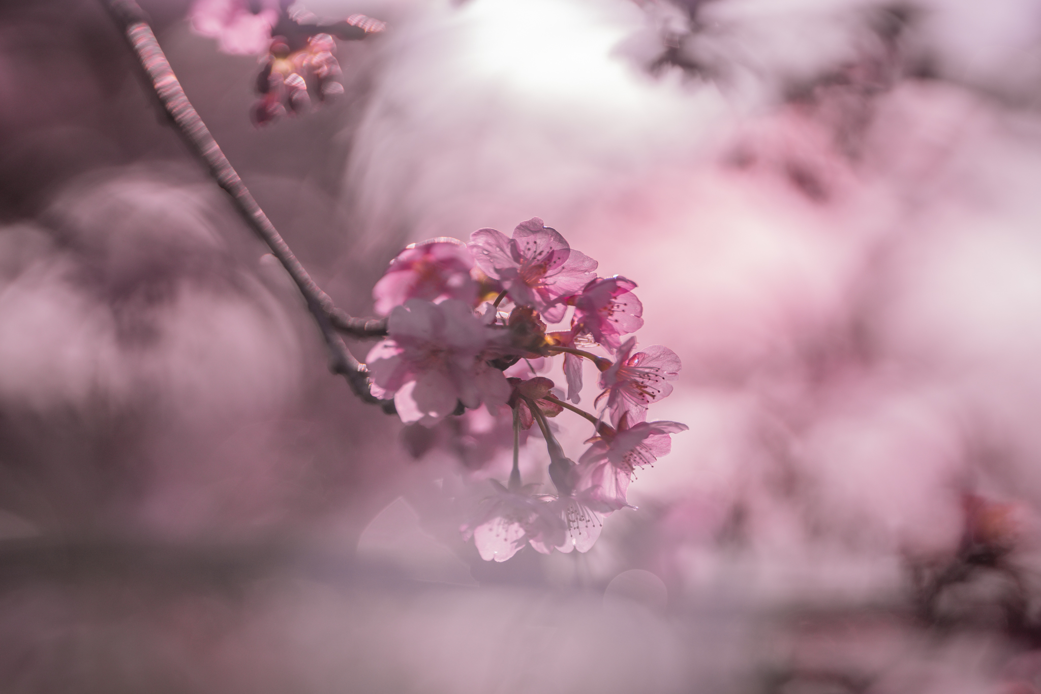 f:id:Paradisia:20210314131420j:plain