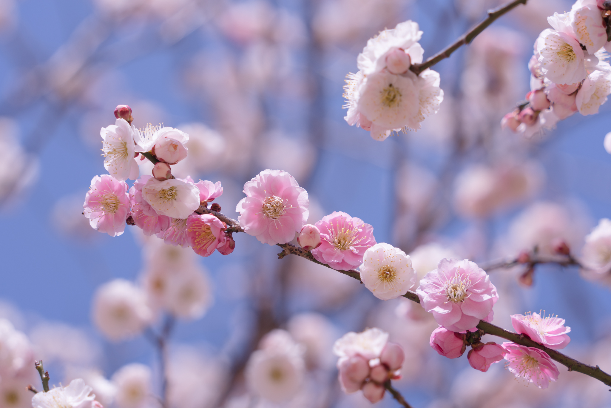 f:id:Paradisia:20210318180624j:plain