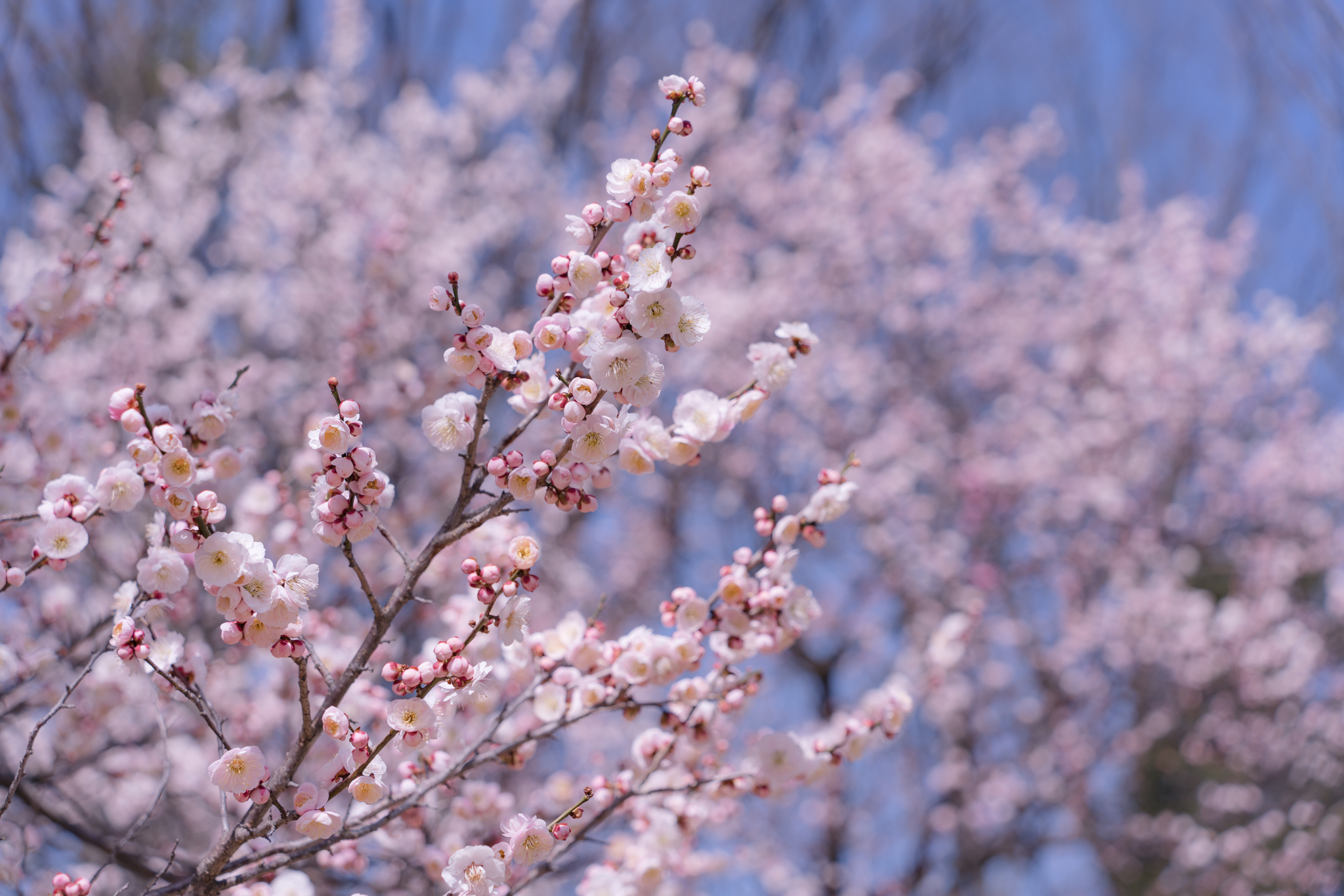 f:id:Paradisia:20210318181231j:plain