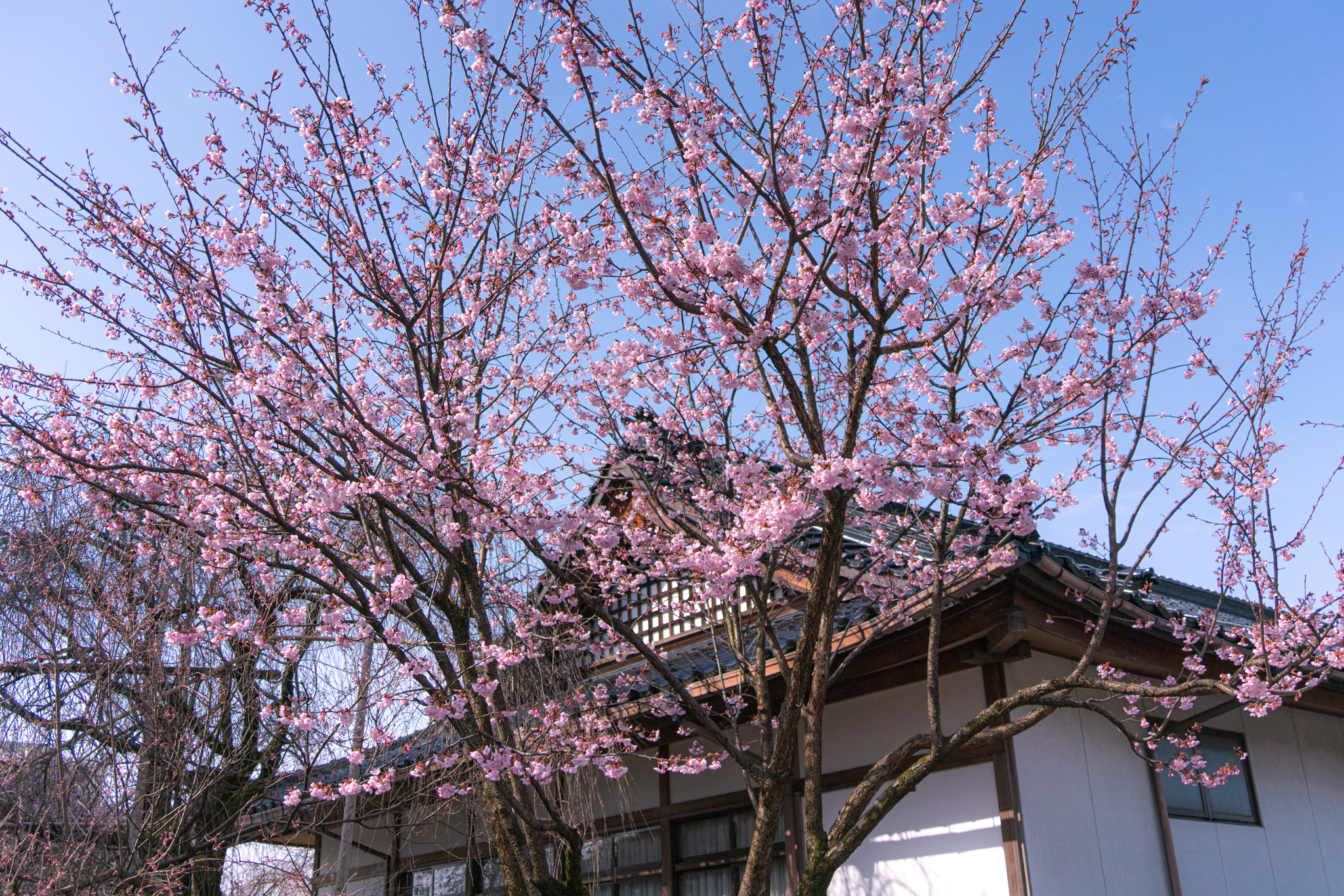 f:id:Paradisia:20210319115220j:plain