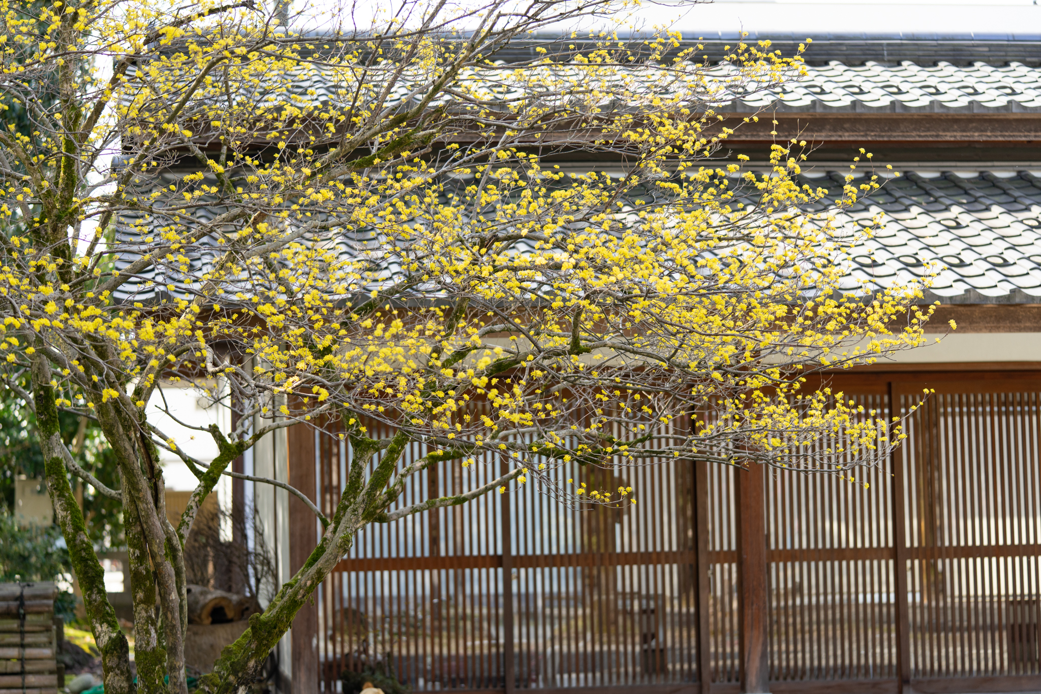 f:id:Paradisia:20210319115315j:plain