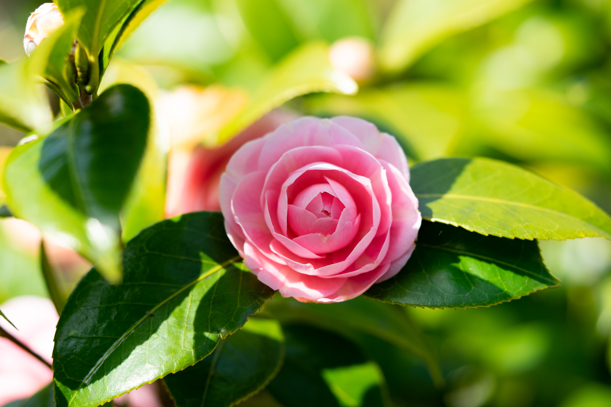 f:id:Paradisia:20210319115400j:plain