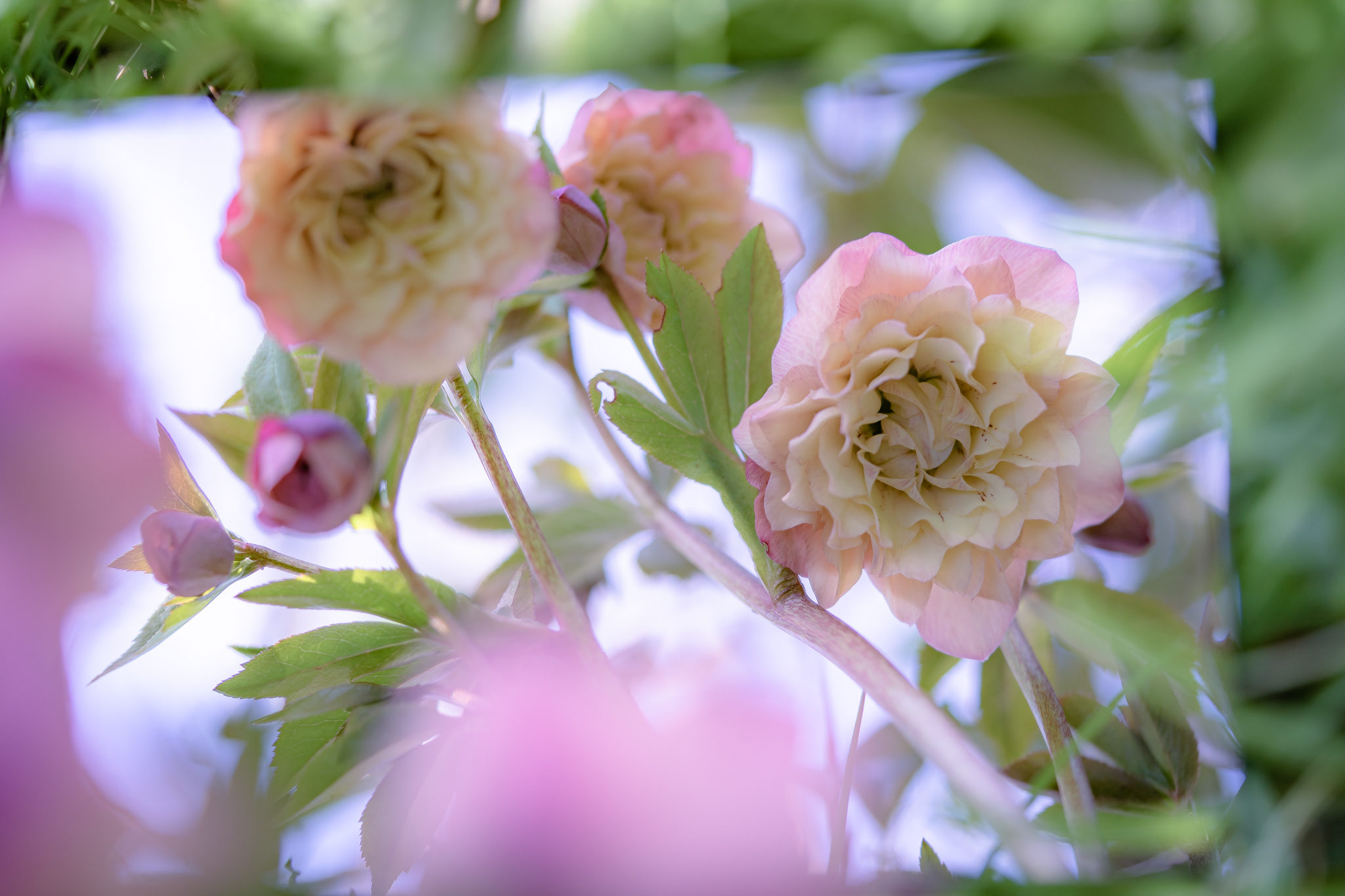 f:id:Paradisia:20210320143945j:plain