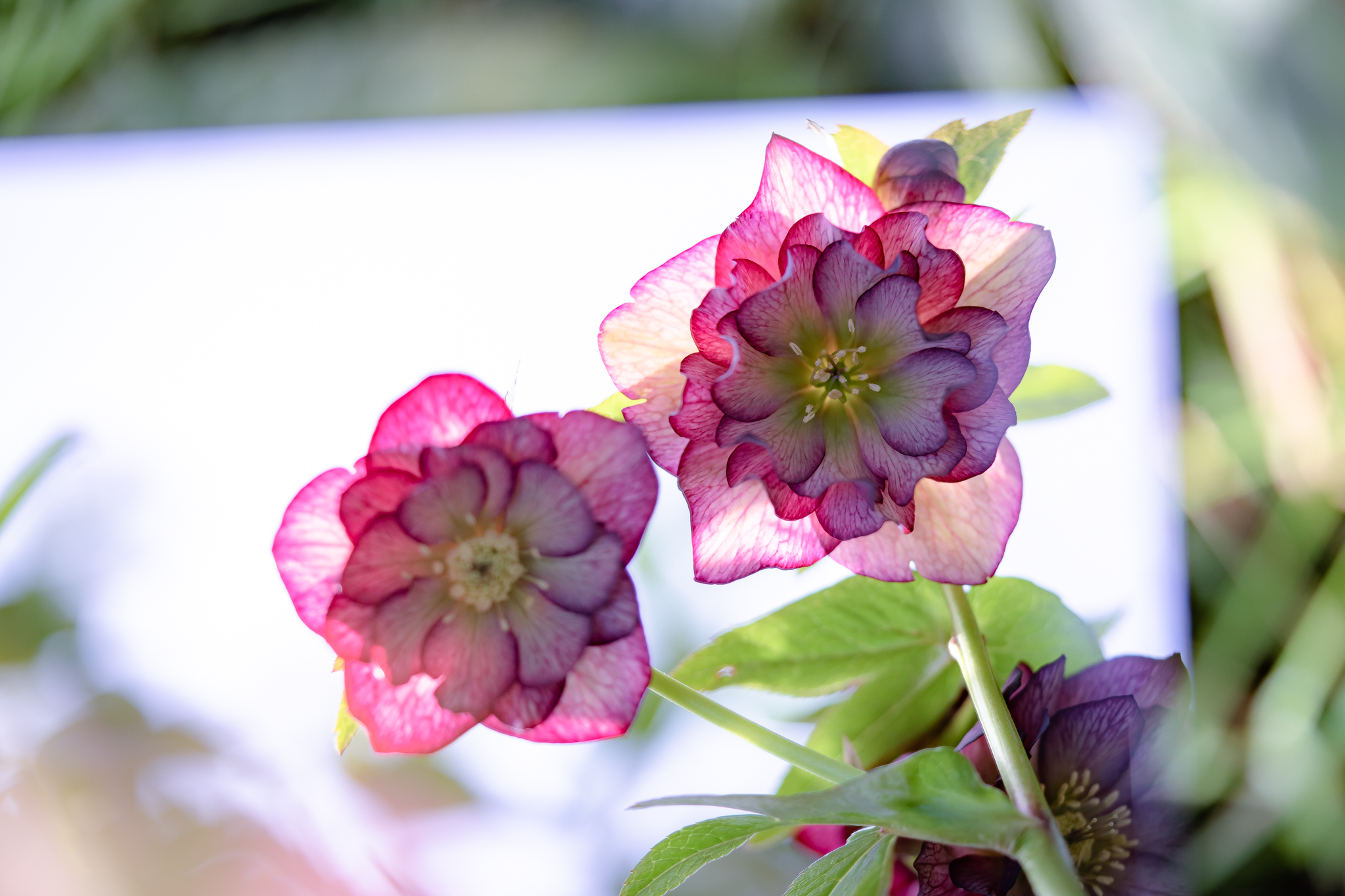 f:id:Paradisia:20210320144143j:plain