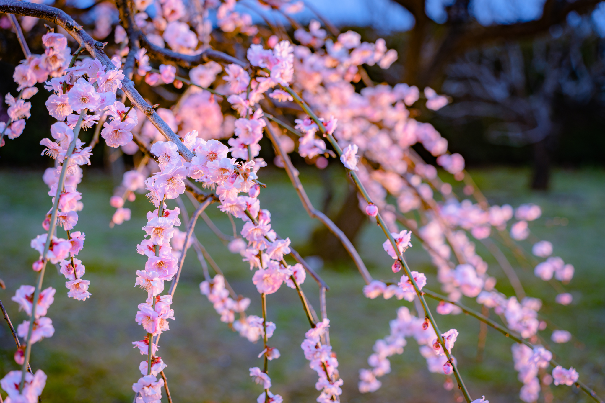 f:id:Paradisia:20210320150232j:plain