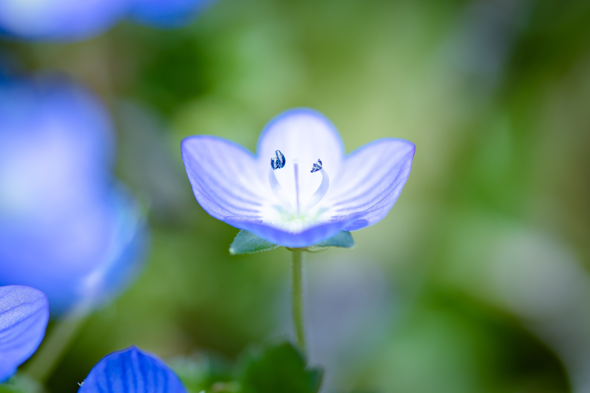 f:id:Paradisia:20210321192757j:plain