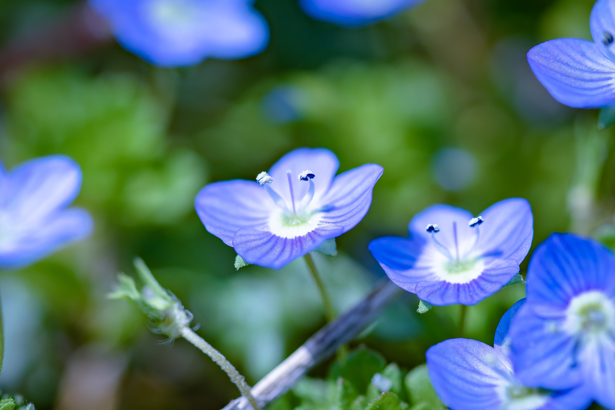f:id:Paradisia:20210321192813j:plain