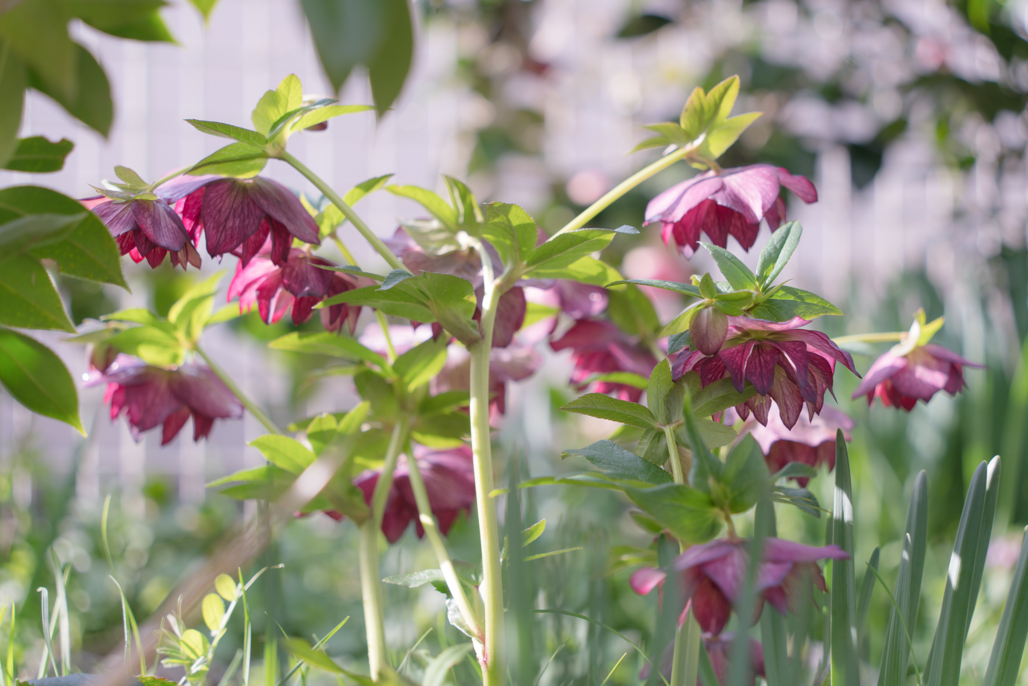 私きれい 庭のクリロー 光と風と薔薇と