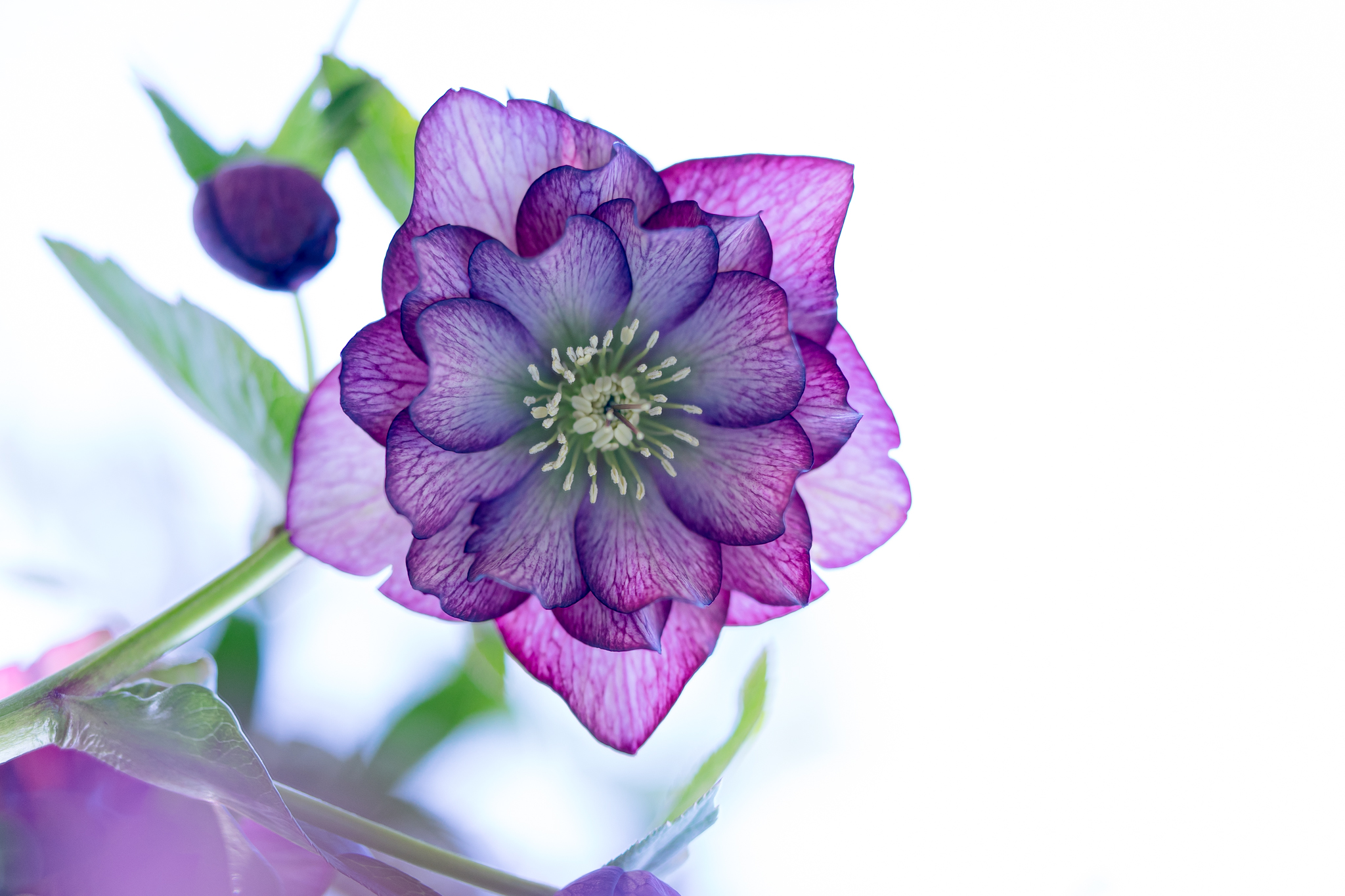 f:id:Paradisia:20210325173327j:plain