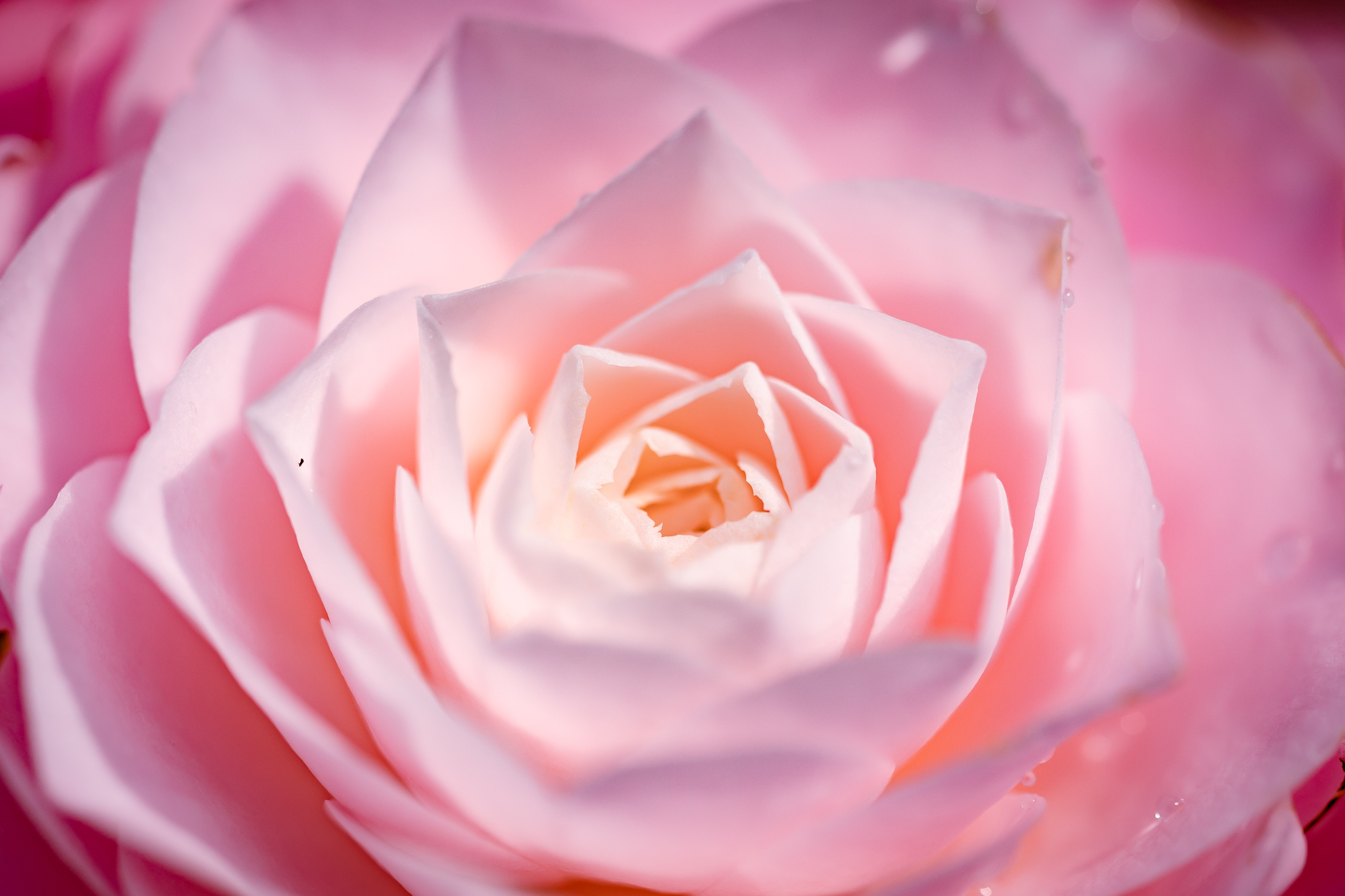 f:id:Paradisia:20210326155316j:plain
