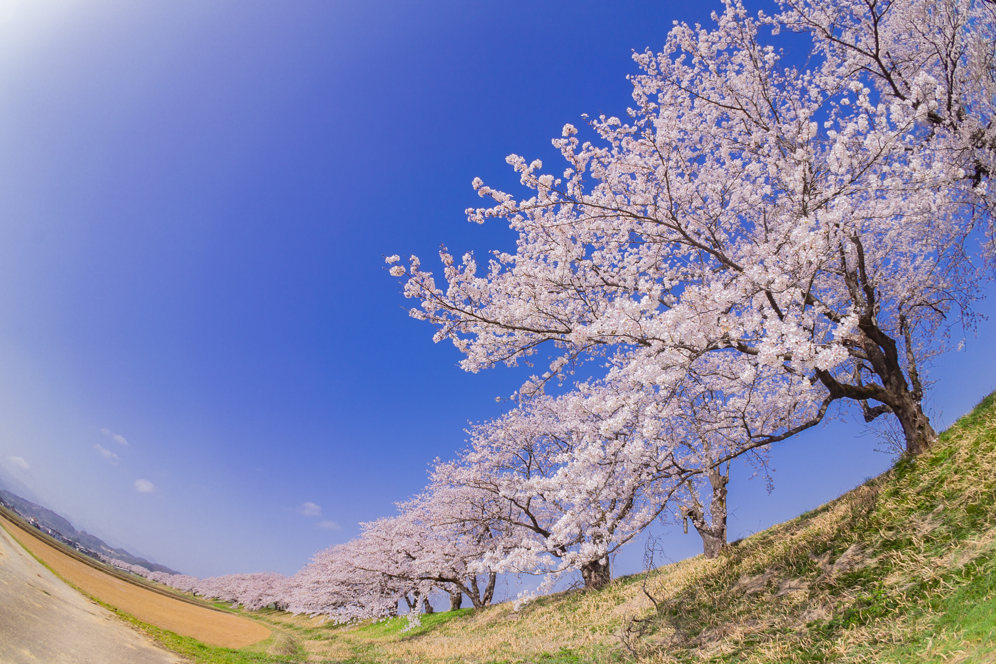 f:id:Paradisia:20210331151753j:plain