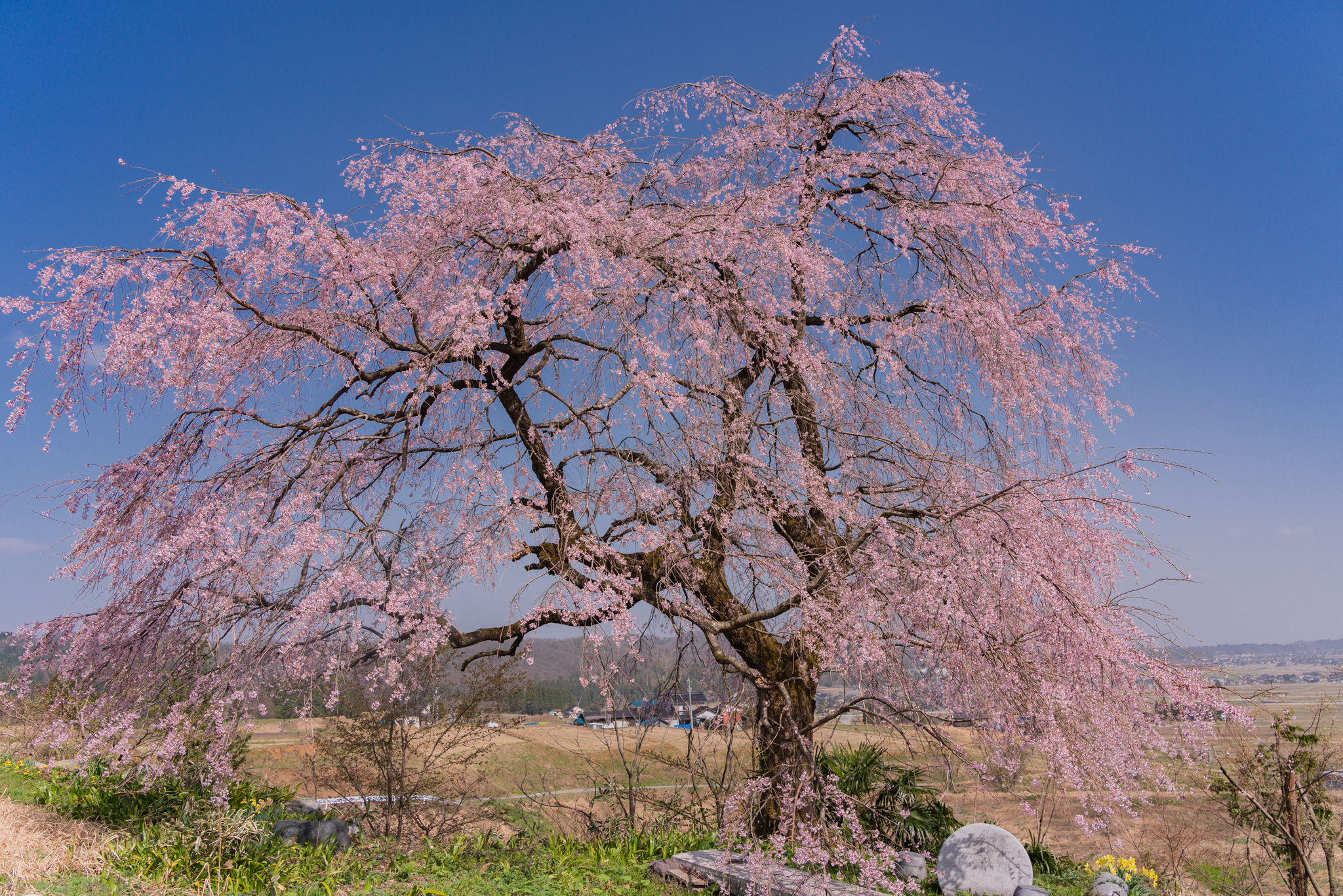 f:id:Paradisia:20210331154652j:plain