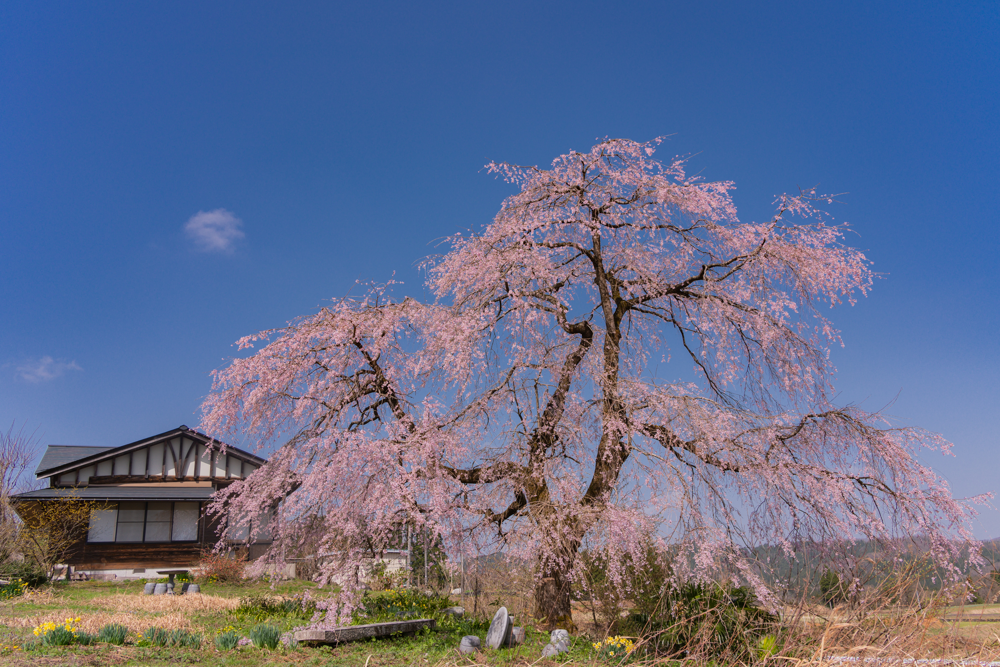 f:id:Paradisia:20210331154719j:plain