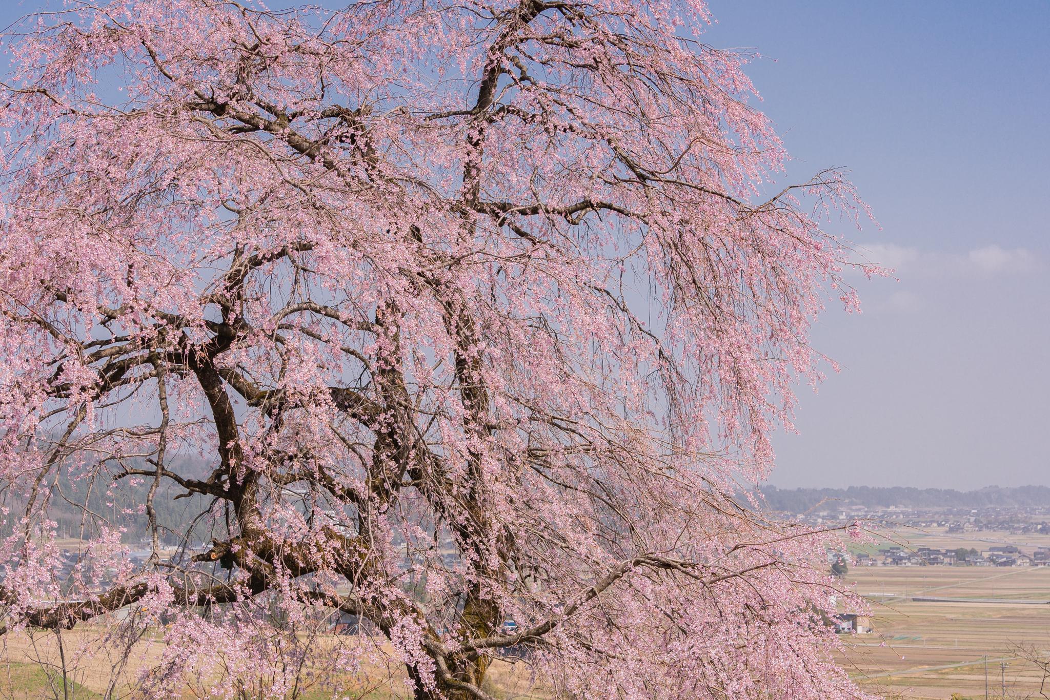 f:id:Paradisia:20210331154734j:plain