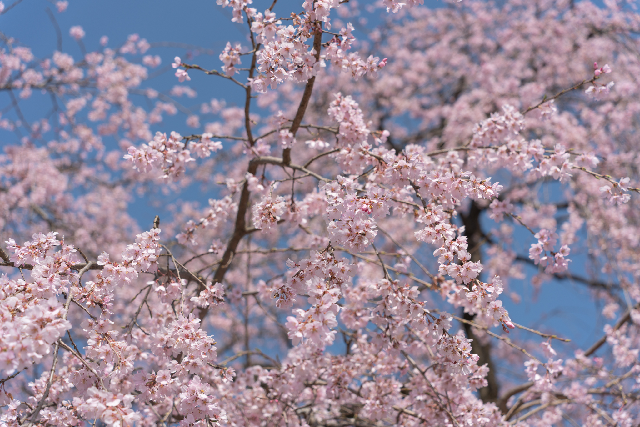 f:id:Paradisia:20210331154747j:plain