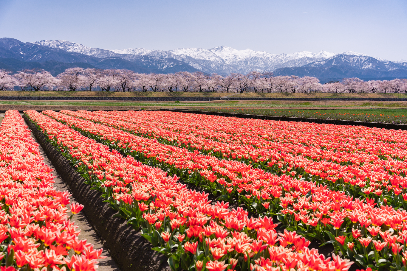 f:id:Paradisia:20210401154358j:plain