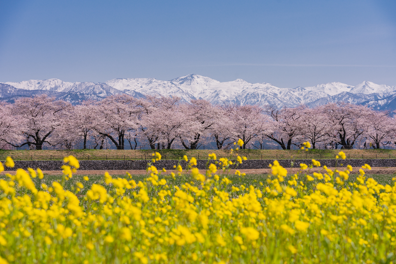 f:id:Paradisia:20210401154505j:plain