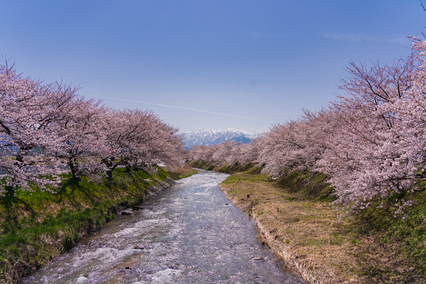 f:id:Paradisia:20210401154810j:plain