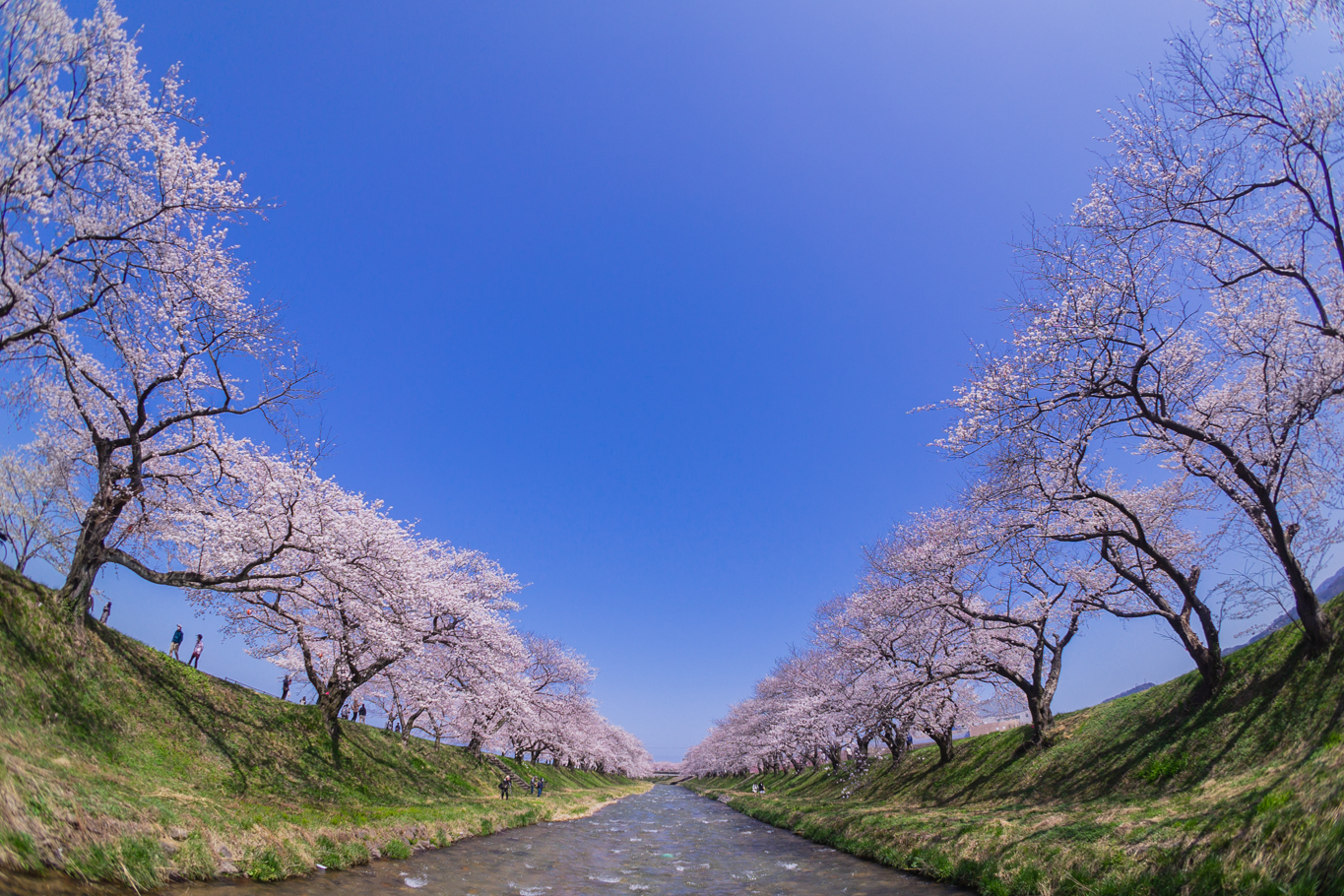 f:id:Paradisia:20210401154927j:plain