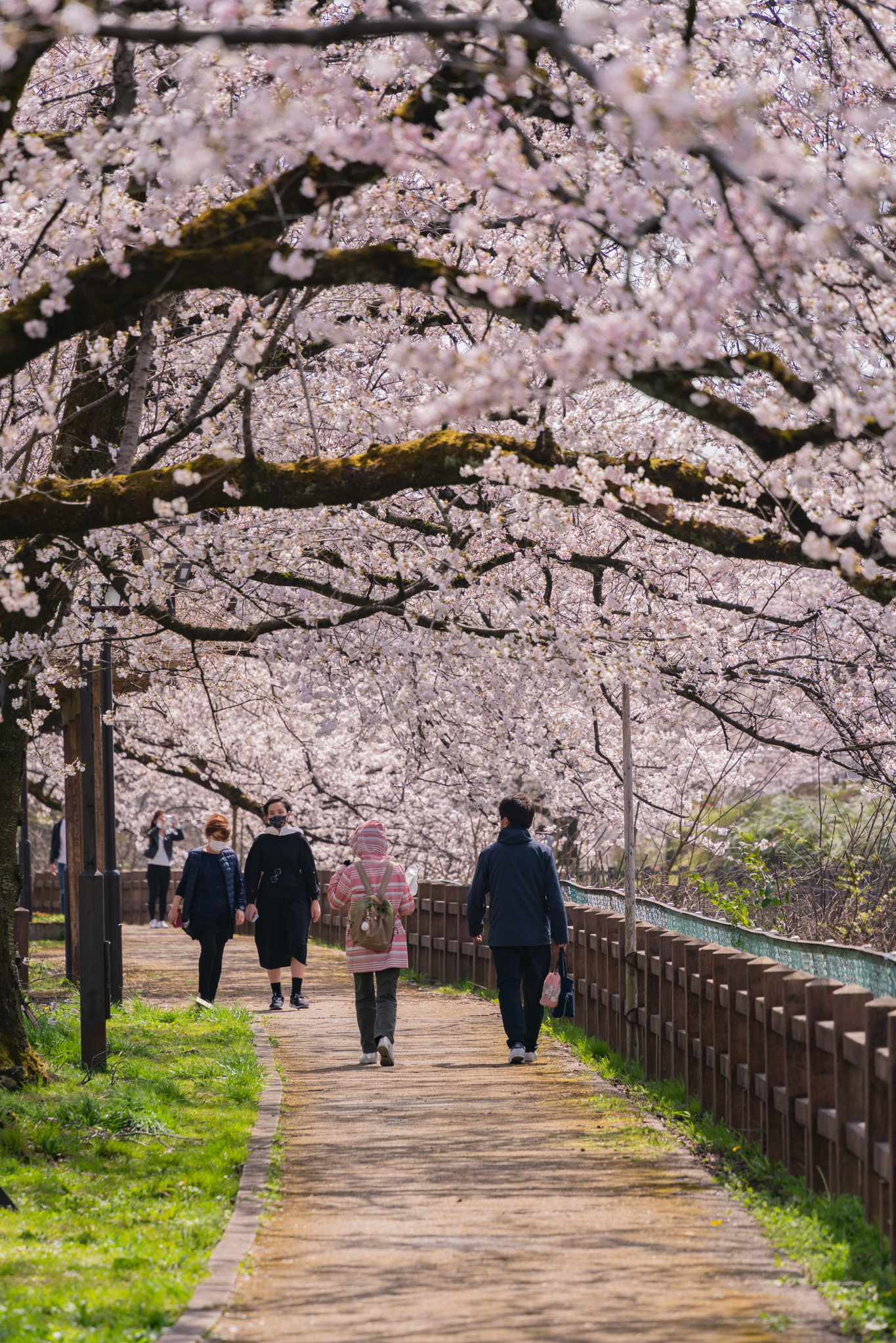 f:id:Paradisia:20210401164039j:plain