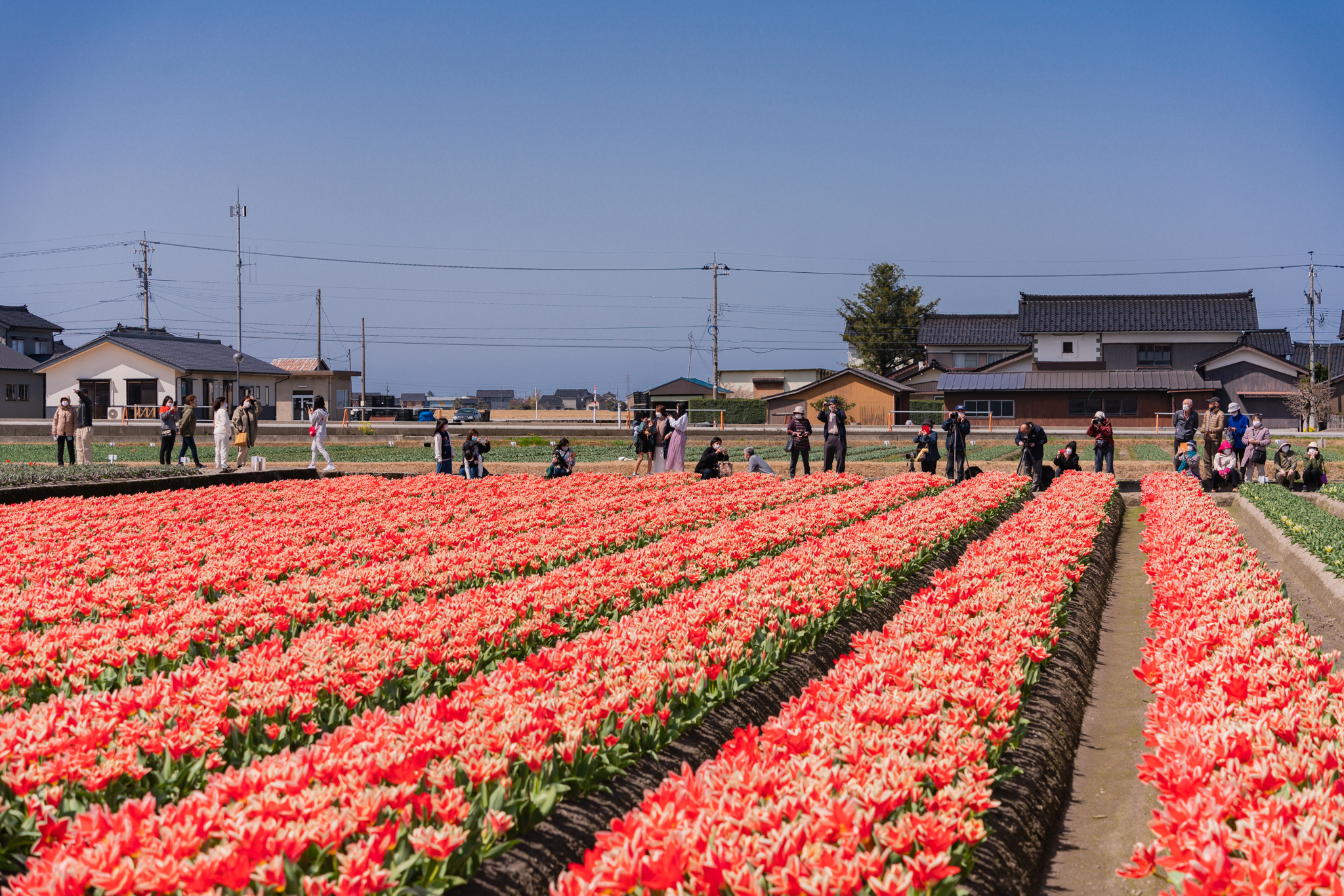 f:id:Paradisia:20210401190514j:plain