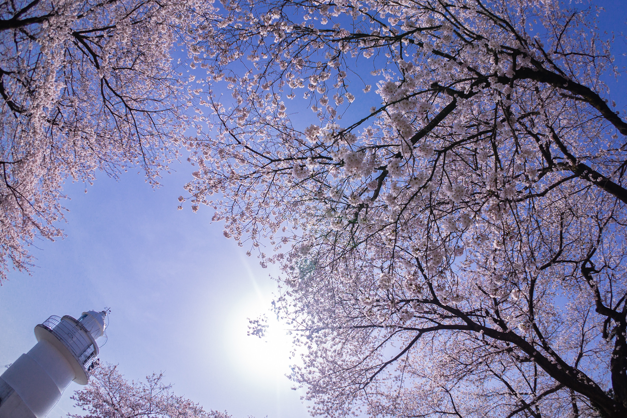 f:id:Paradisia:20210402150955j:plain