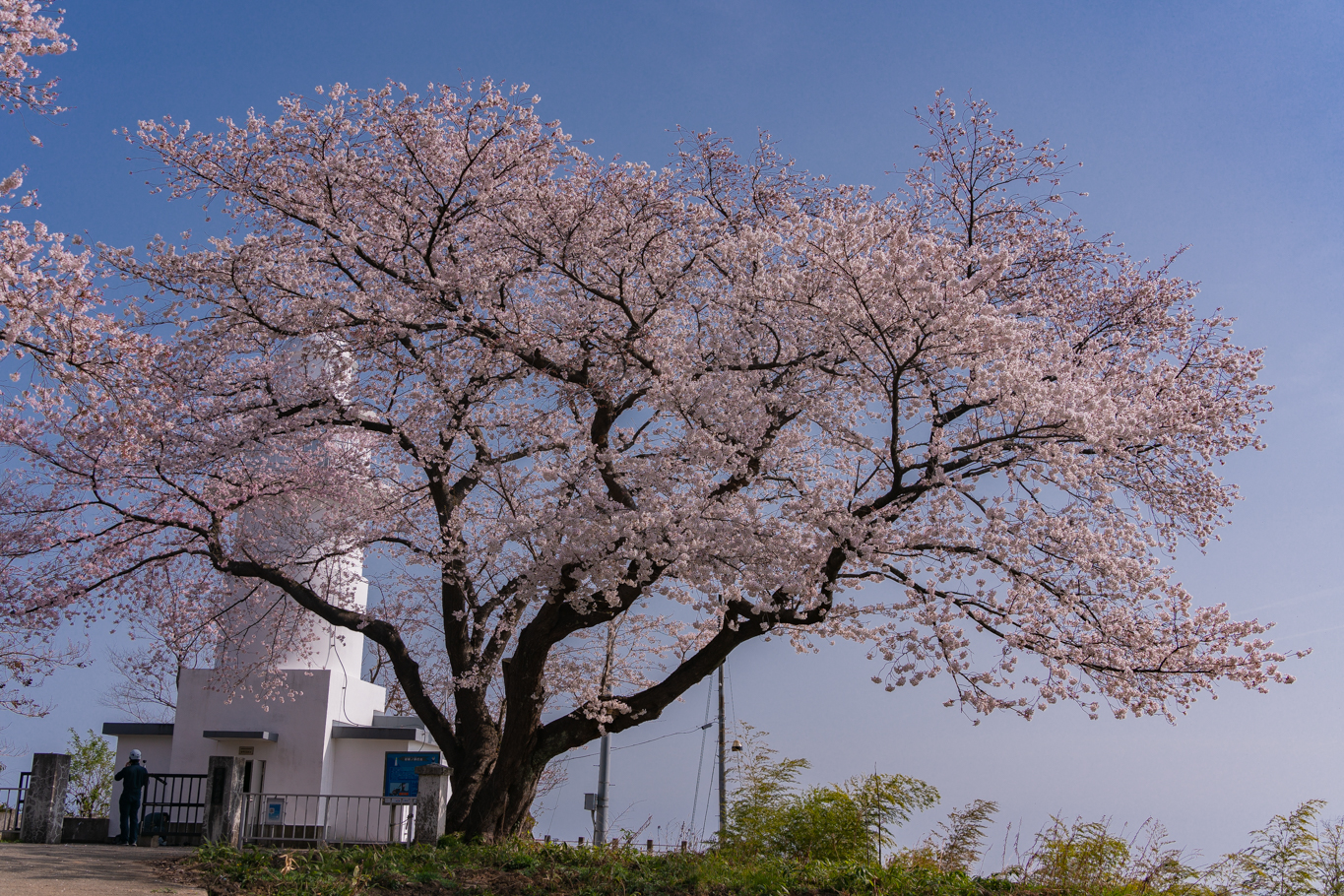 f:id:Paradisia:20210402151313j:plain