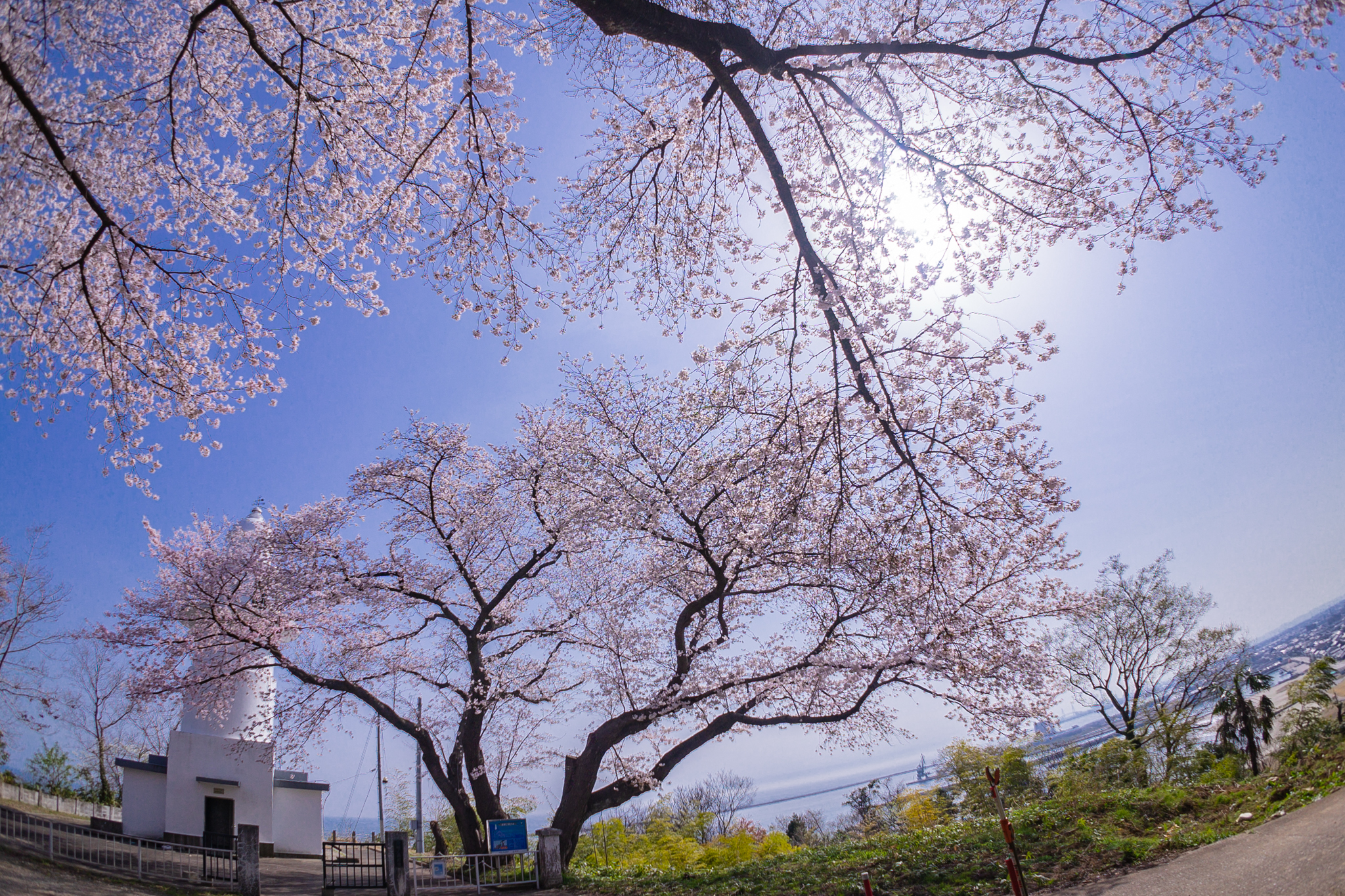 f:id:Paradisia:20210402151356j:plain