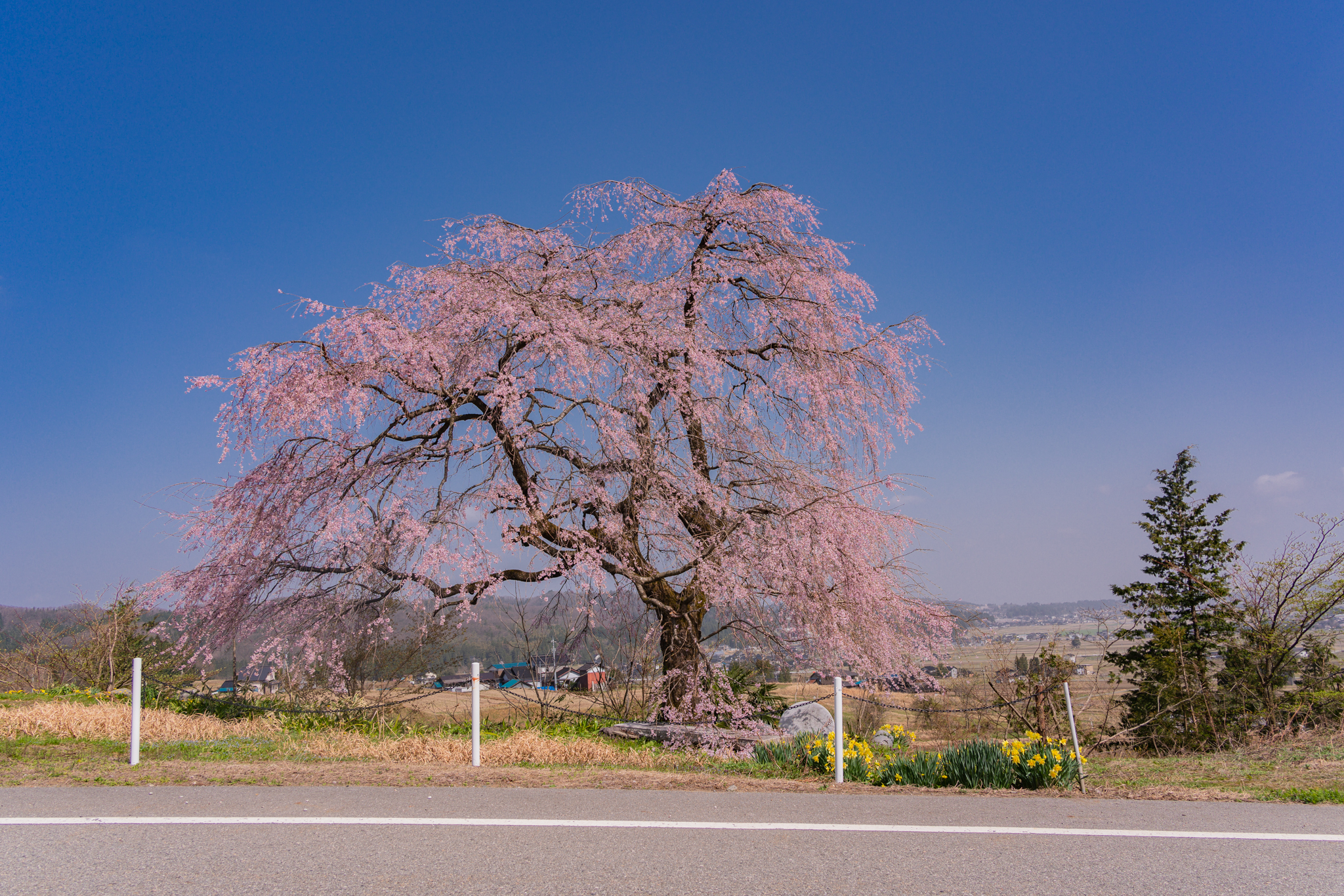 f:id:Paradisia:20210403062732j:plain