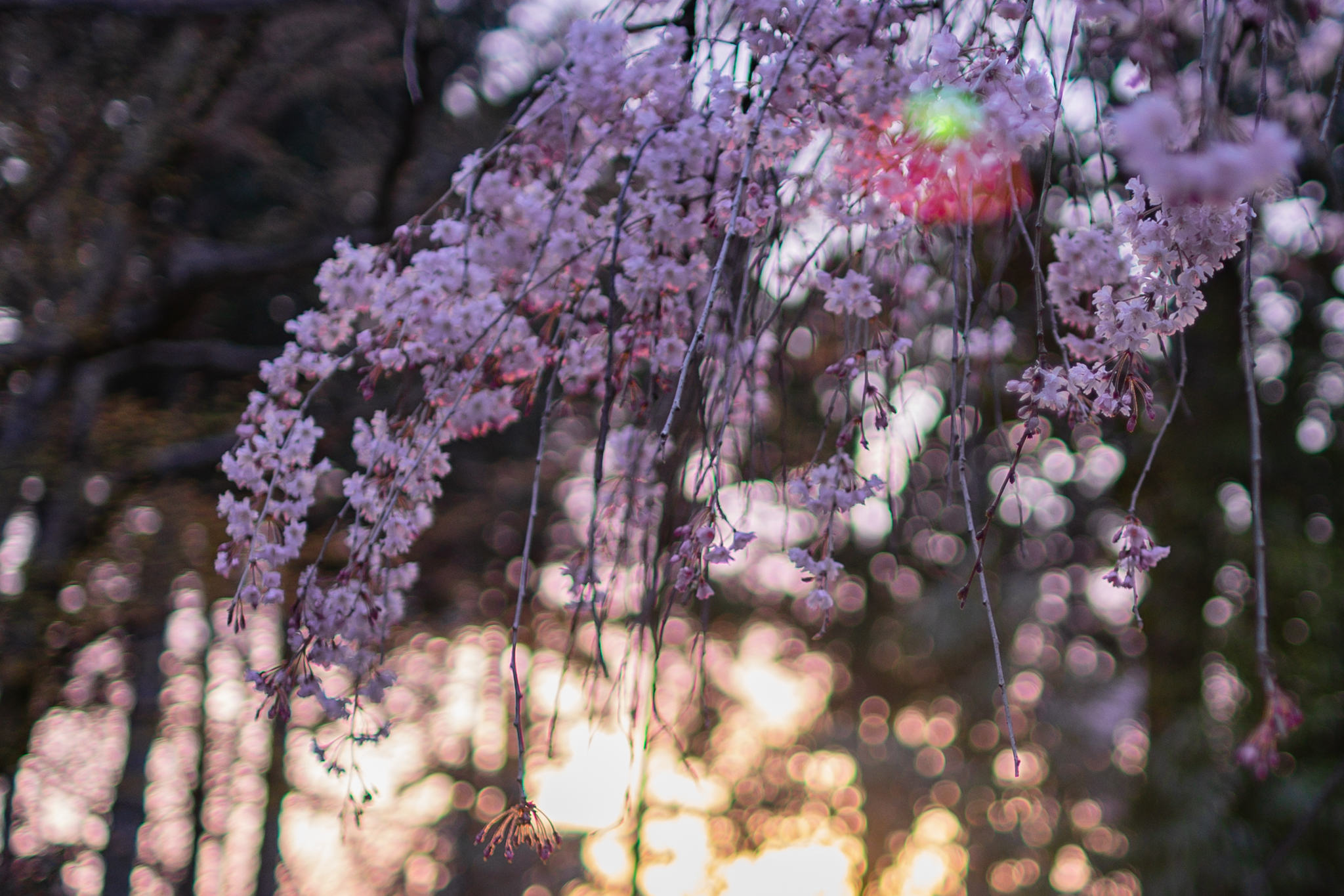 f:id:Paradisia:20210403160249j:plain