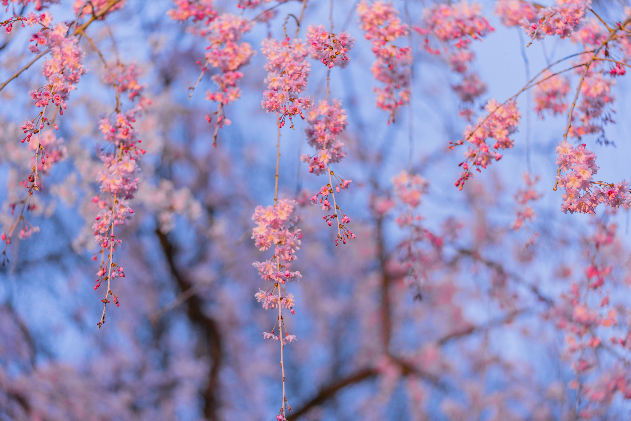 f:id:Paradisia:20210403161923j:plain
