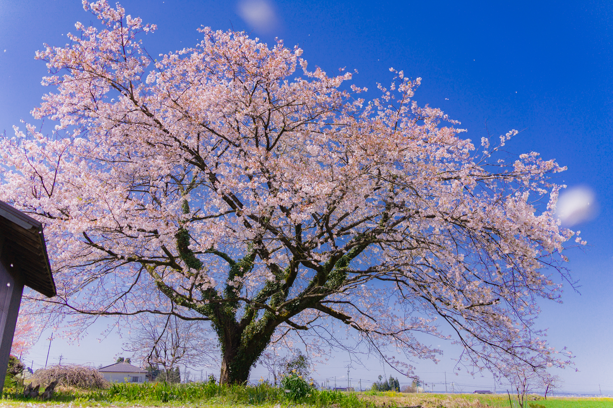 f:id:Paradisia:20210408162946j:plain