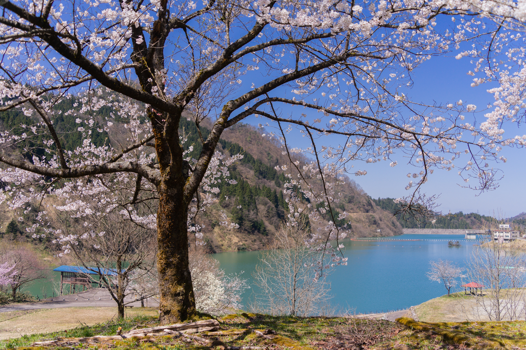 f:id:Paradisia:20210408164209j:plain