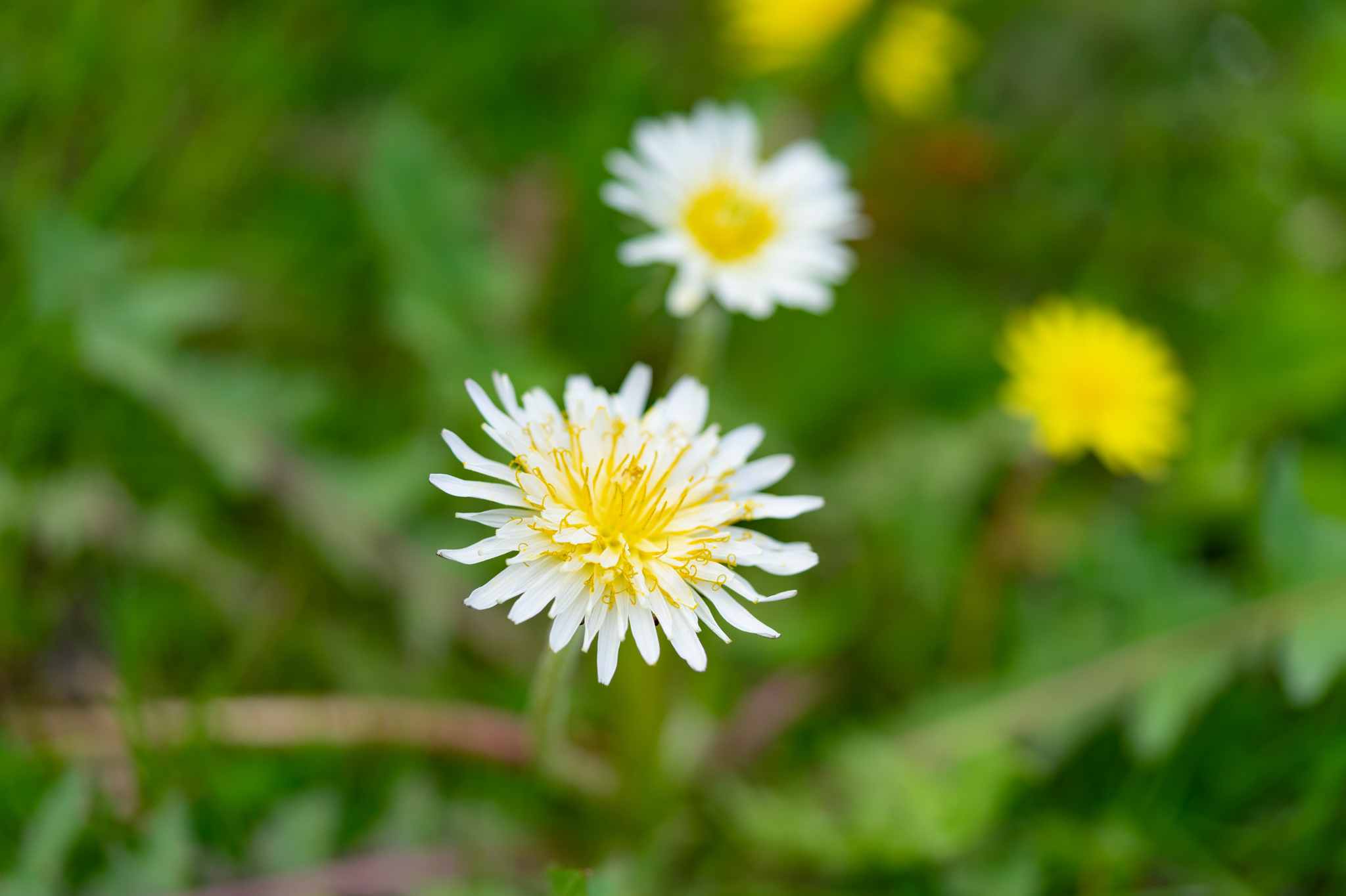 花とか 花とか