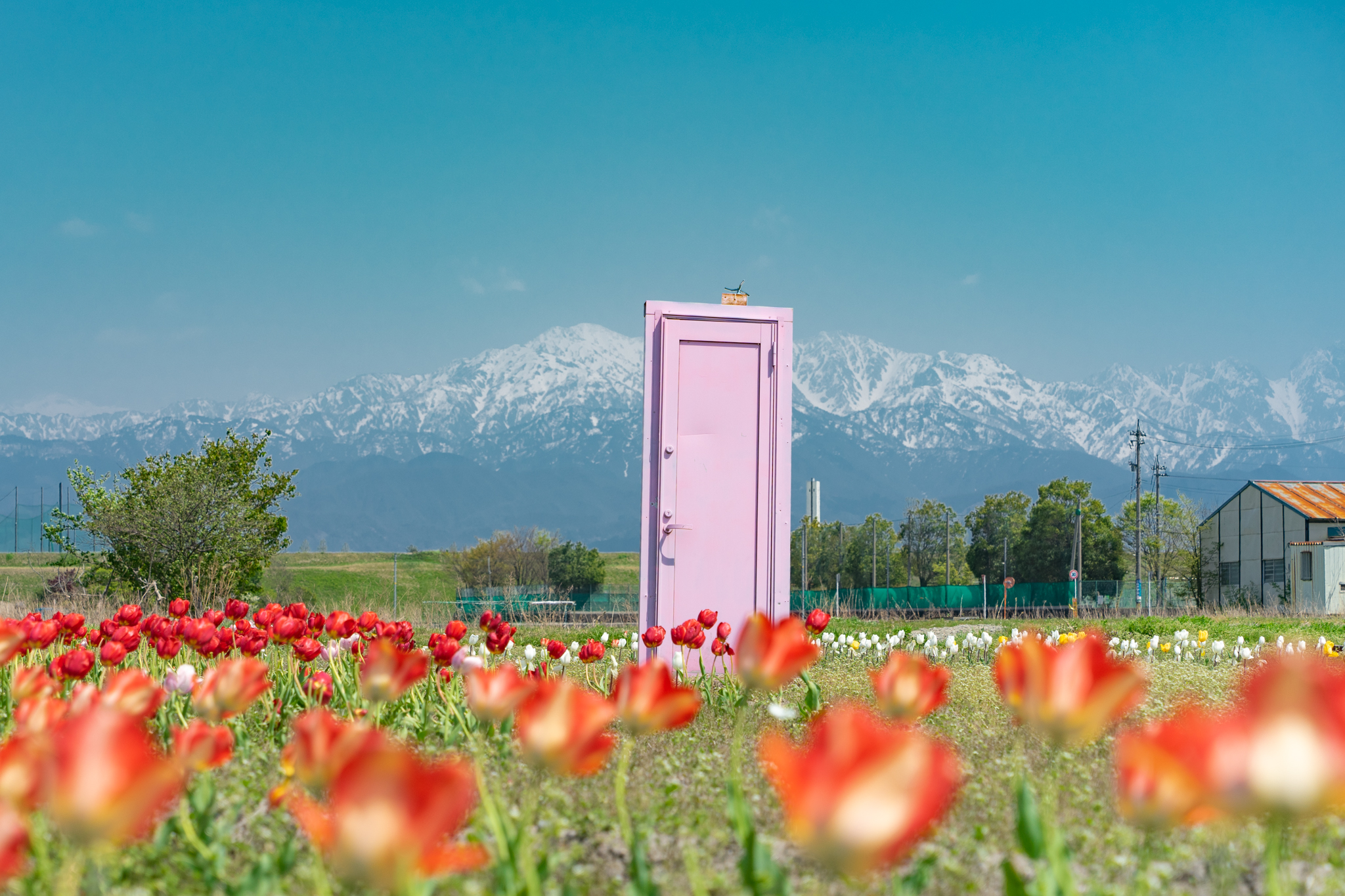 どこでもドアの周りにチューリップ - 光と風と薔薇と