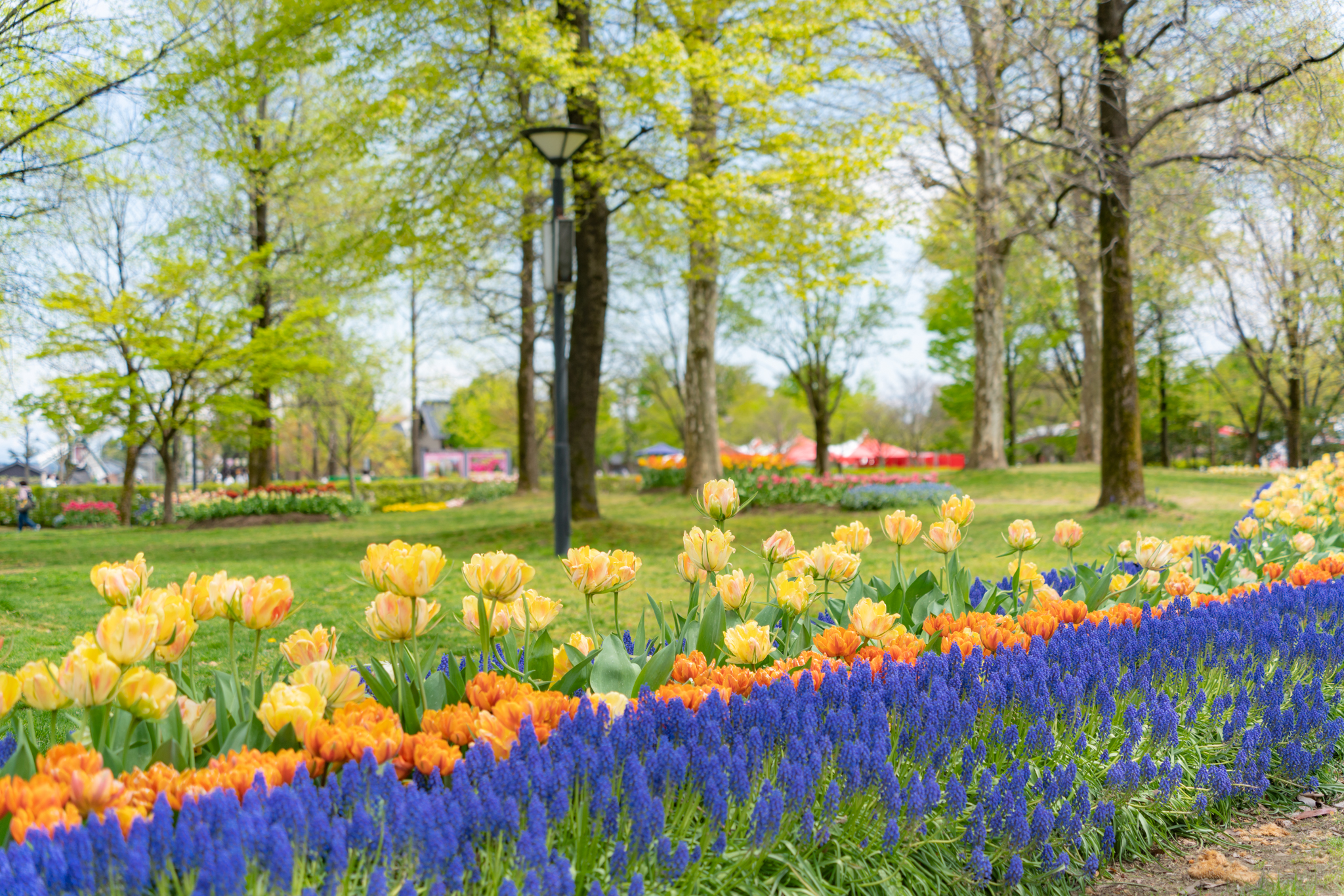 f:id:Paradisia:20210423160201j:plain