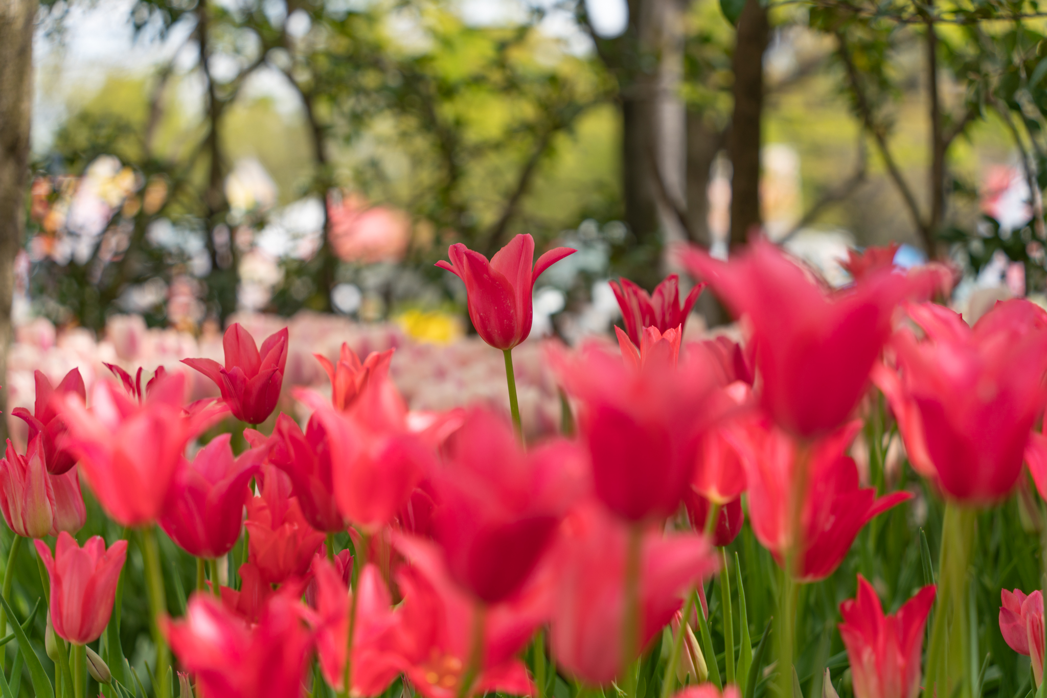 f:id:Paradisia:20210423160549j:plain