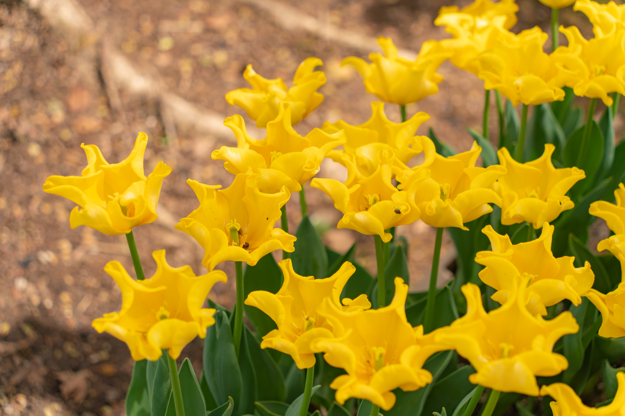 f:id:Paradisia:20210423160602j:plain