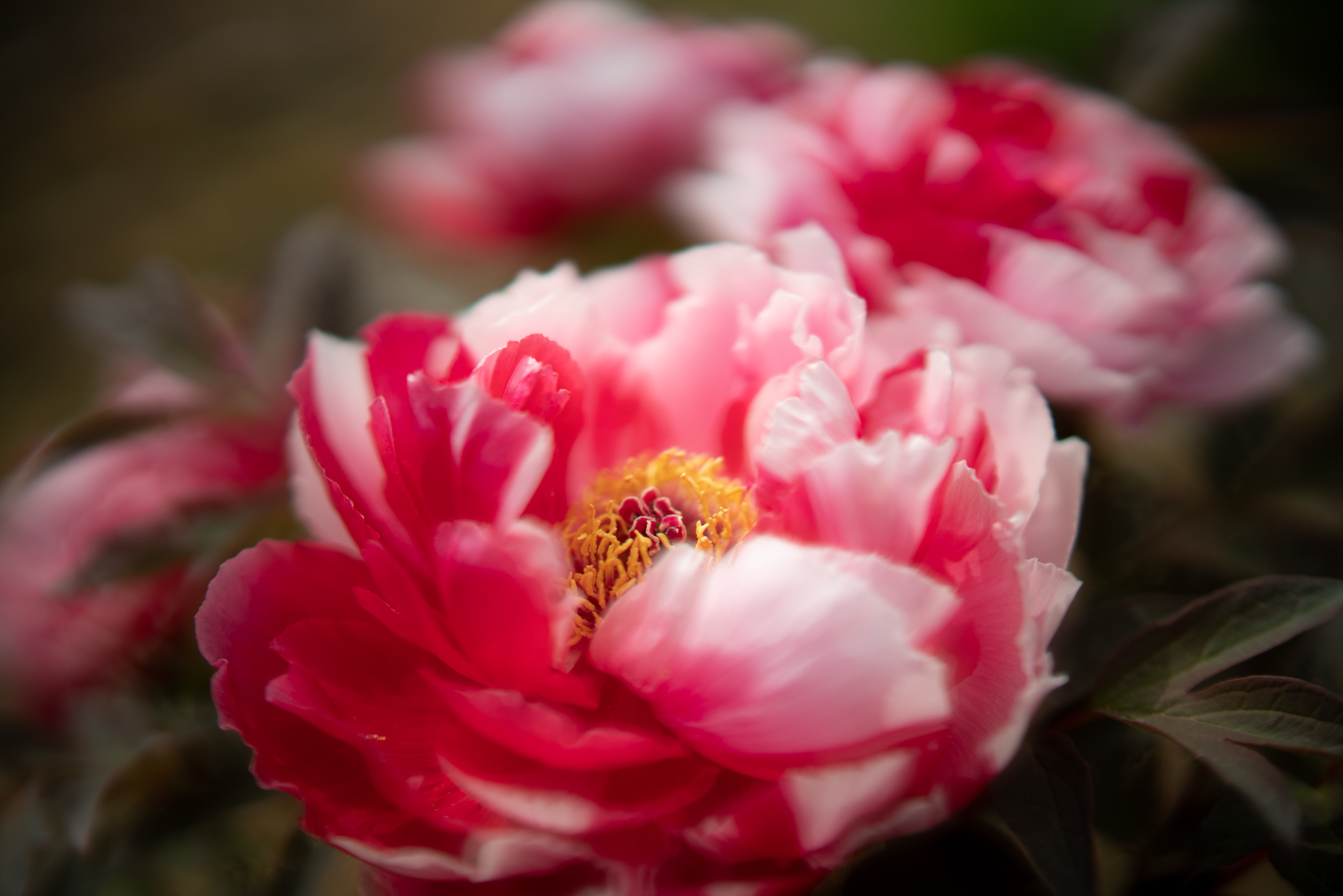 f:id:Paradisia:20210424124557j:plain