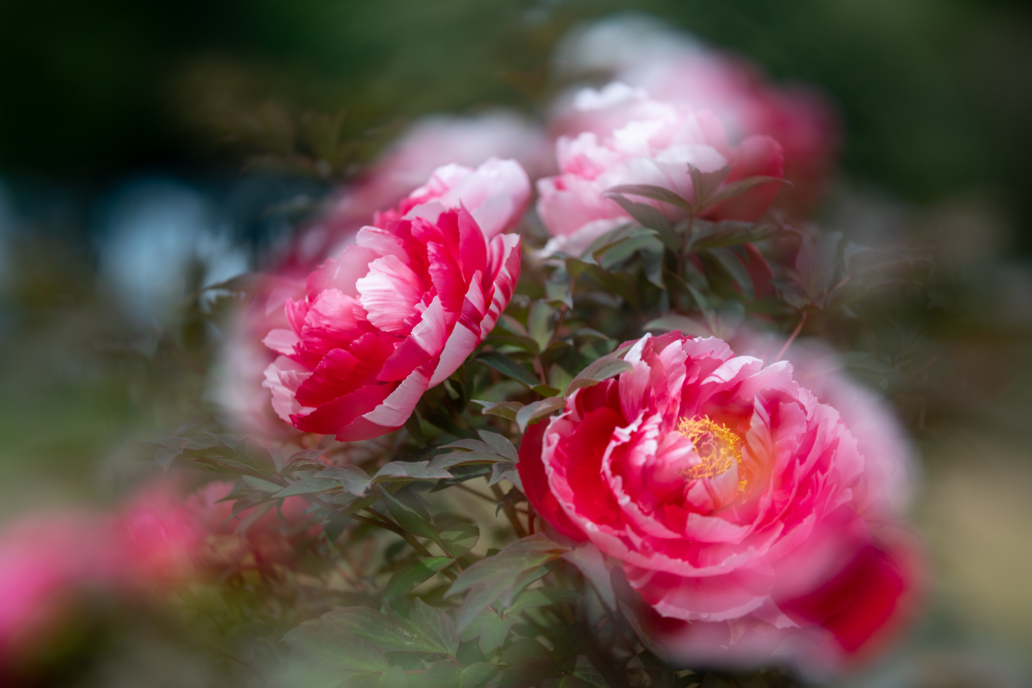 f:id:Paradisia:20210424124635j:plain
