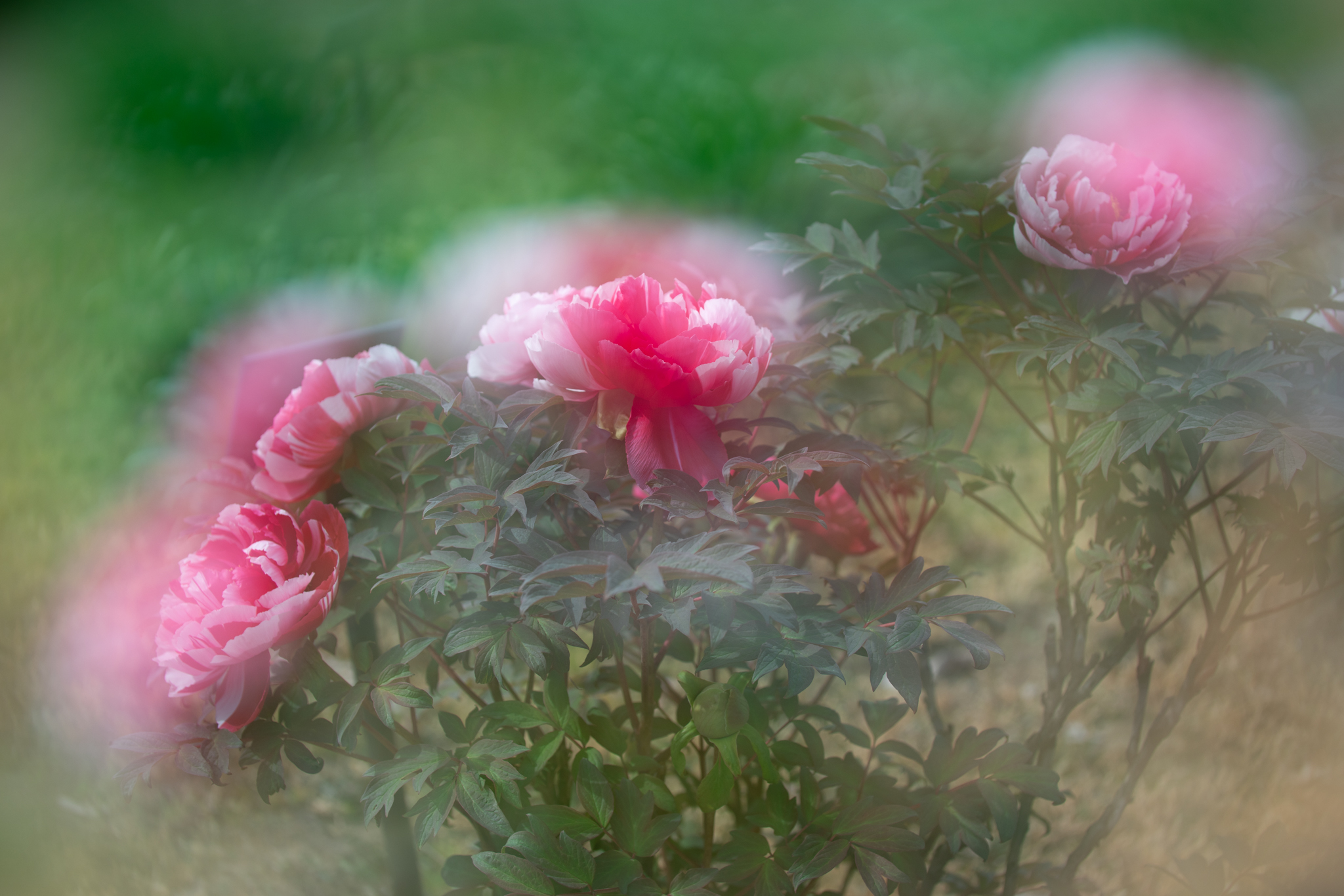 f:id:Paradisia:20210424124651j:plain