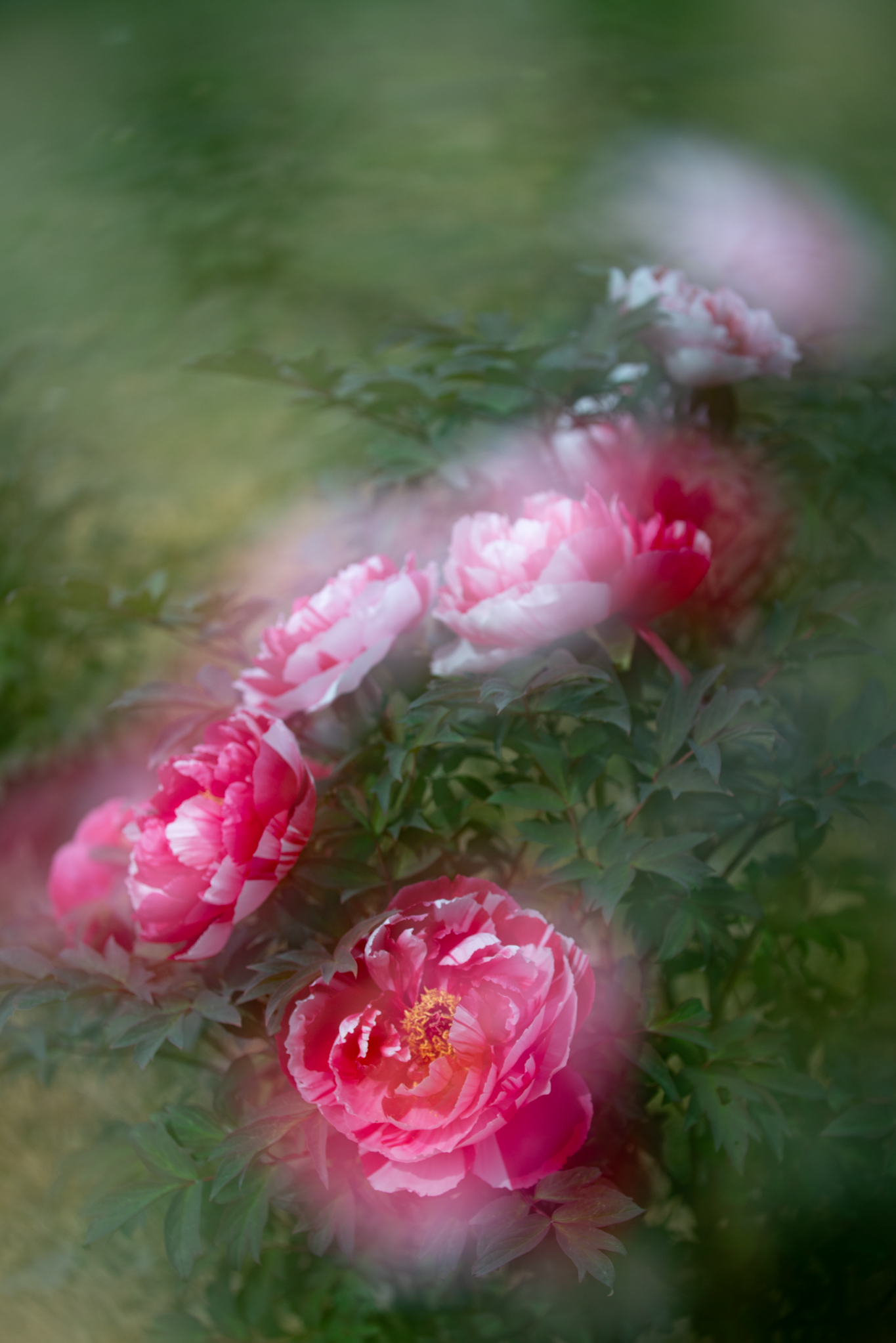 f:id:Paradisia:20210424124718j:plain