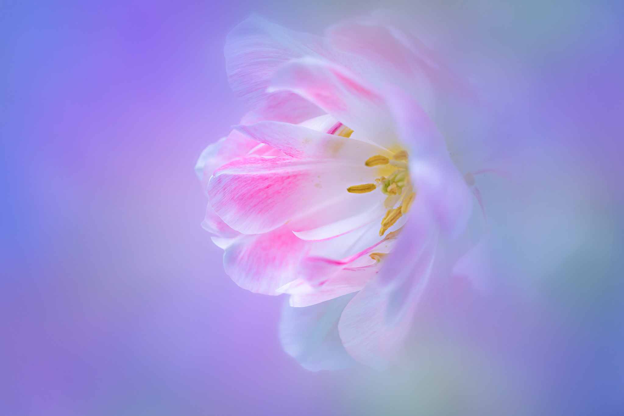 f:id:Paradisia:20210425131745j:plain