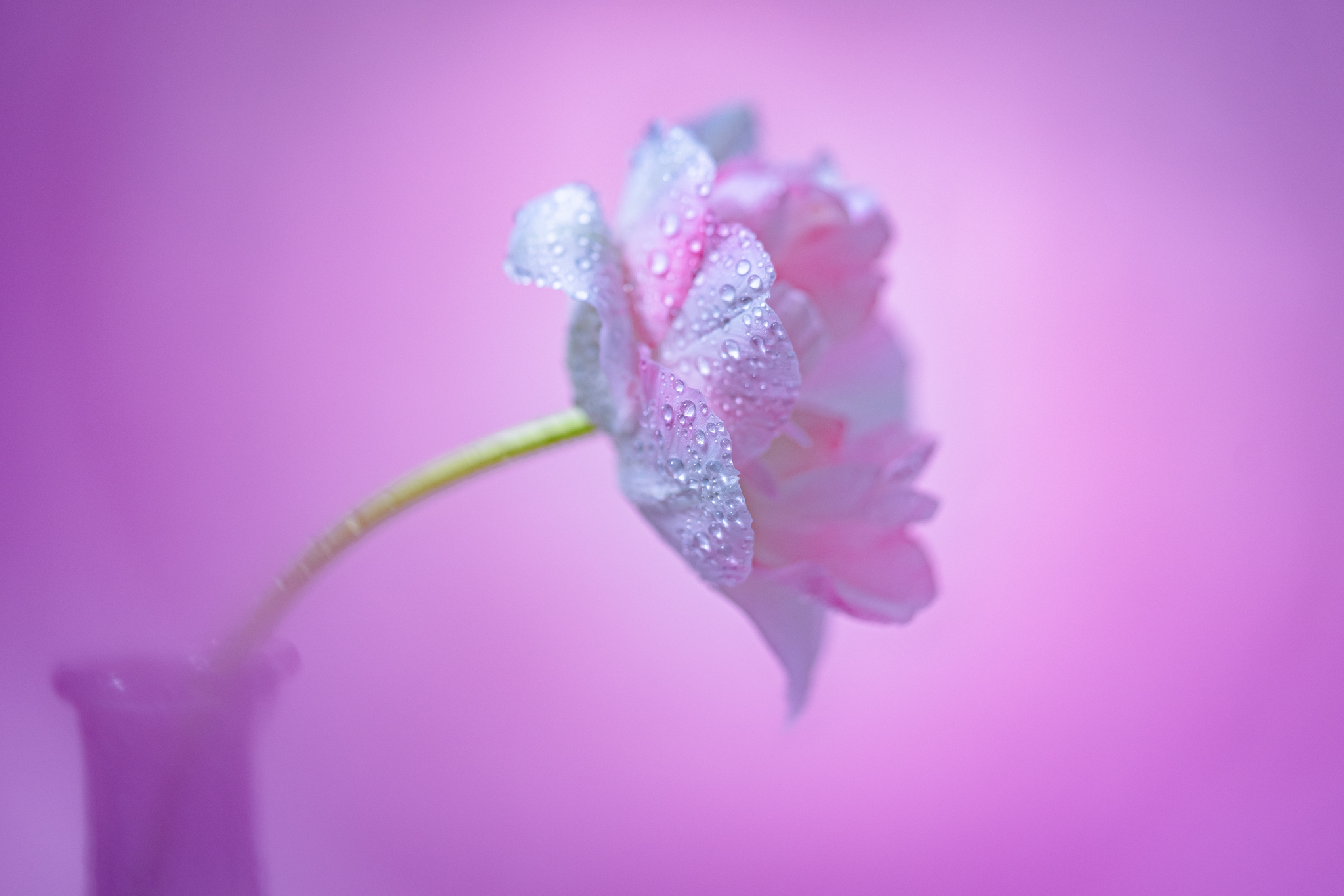 f:id:Paradisia:20210425133310j:plain