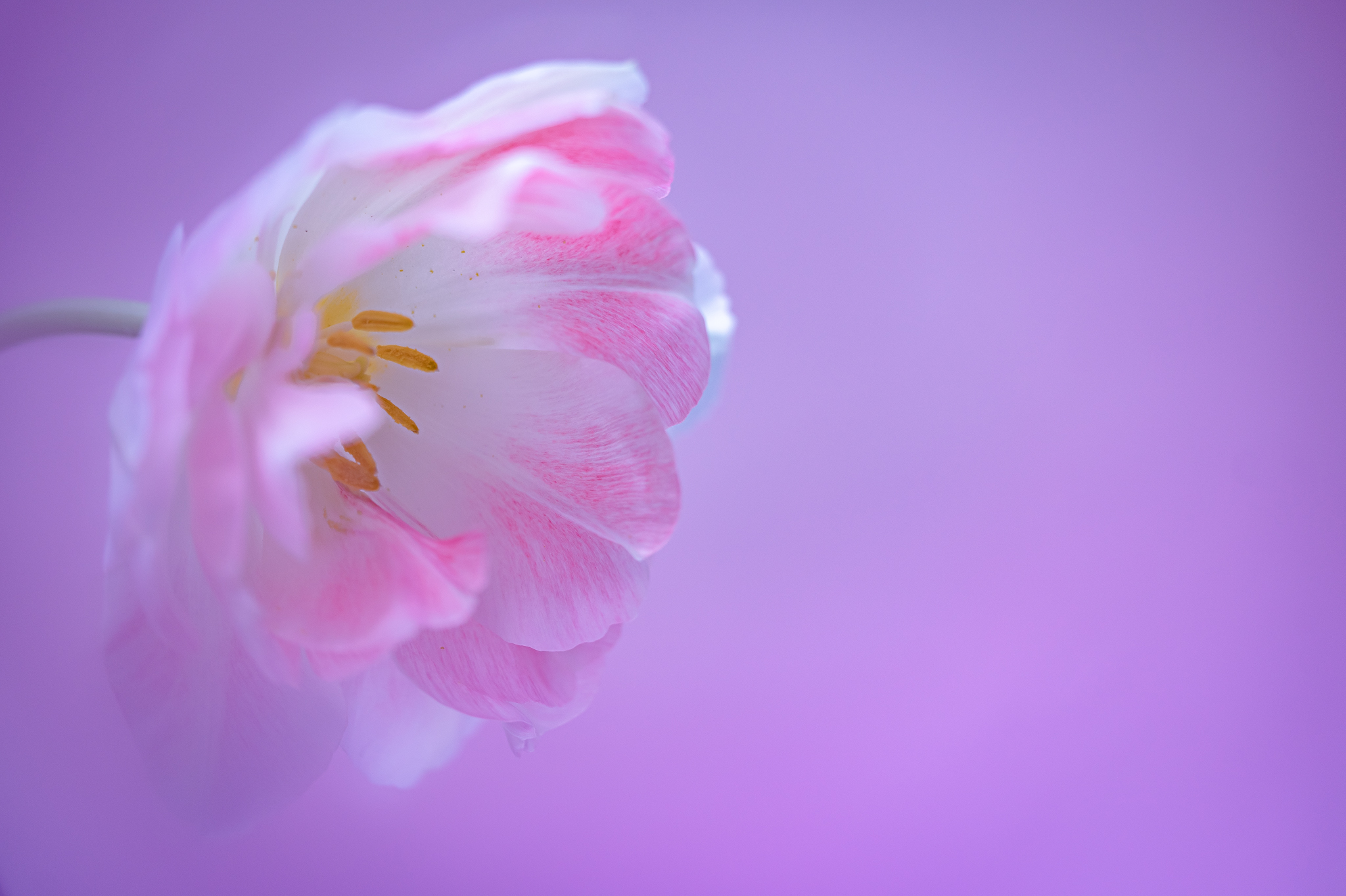 f:id:Paradisia:20210425133652j:plain
