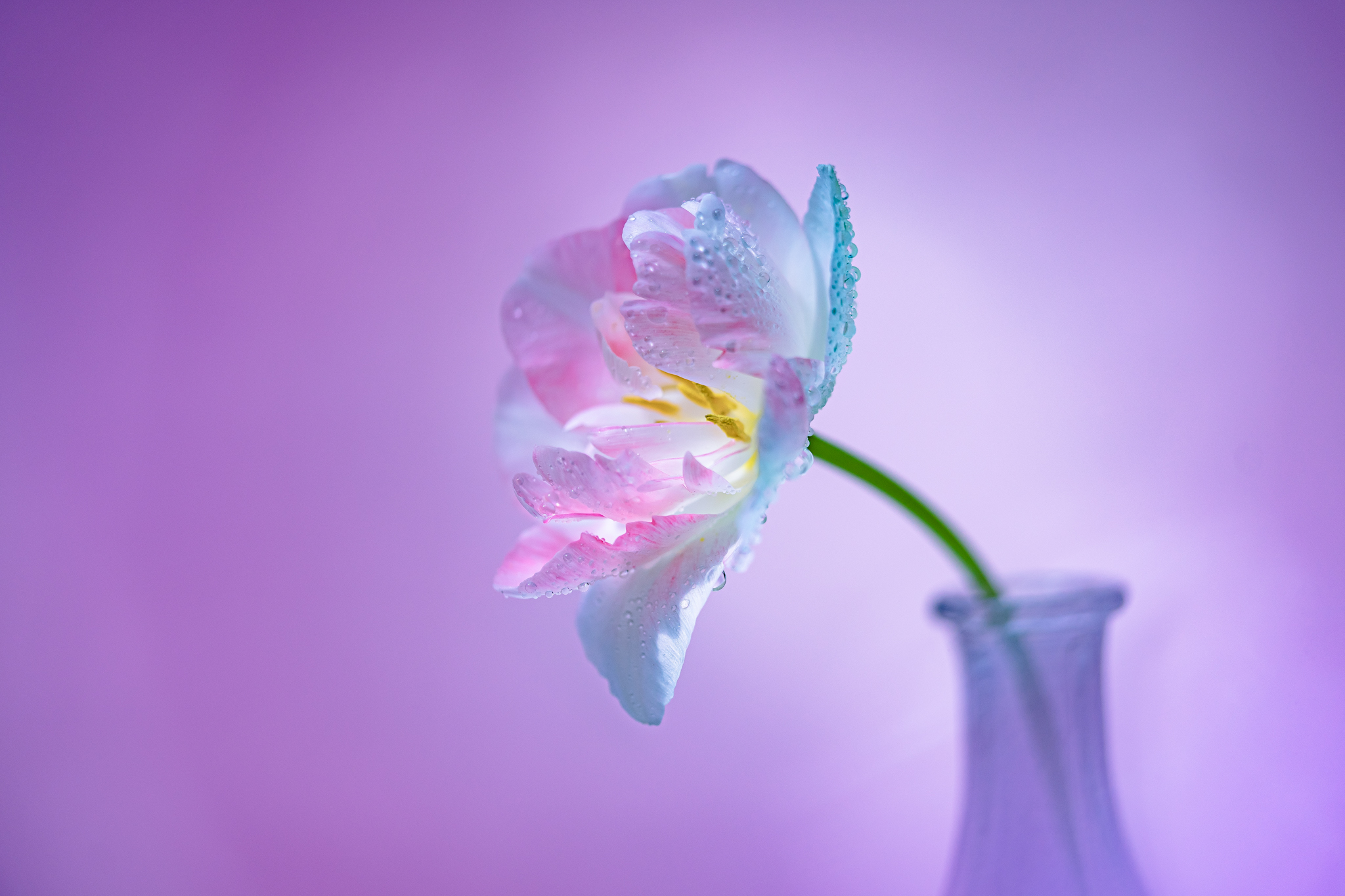 f:id:Paradisia:20210425133754j:plain