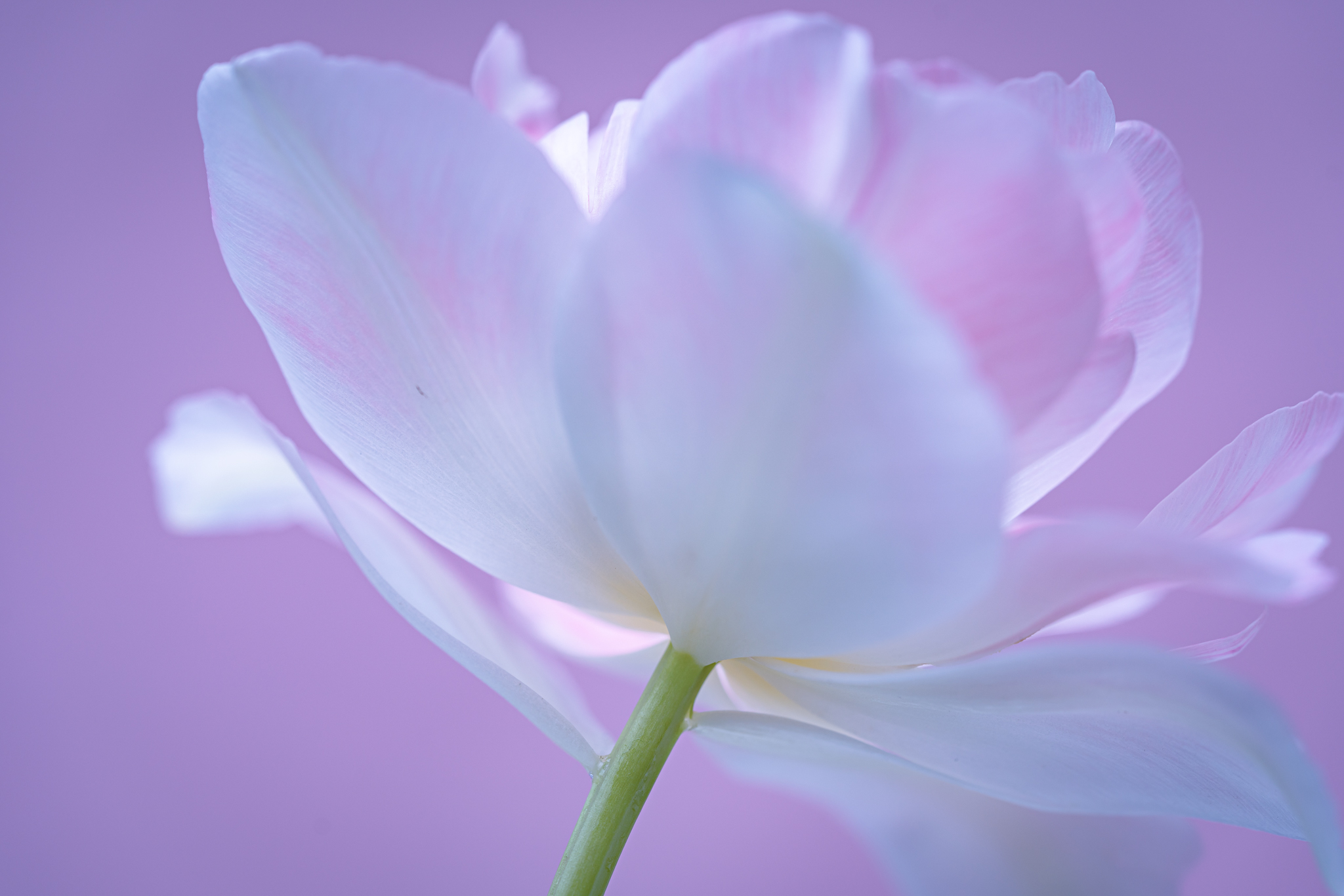 f:id:Paradisia:20210428090121j:plain