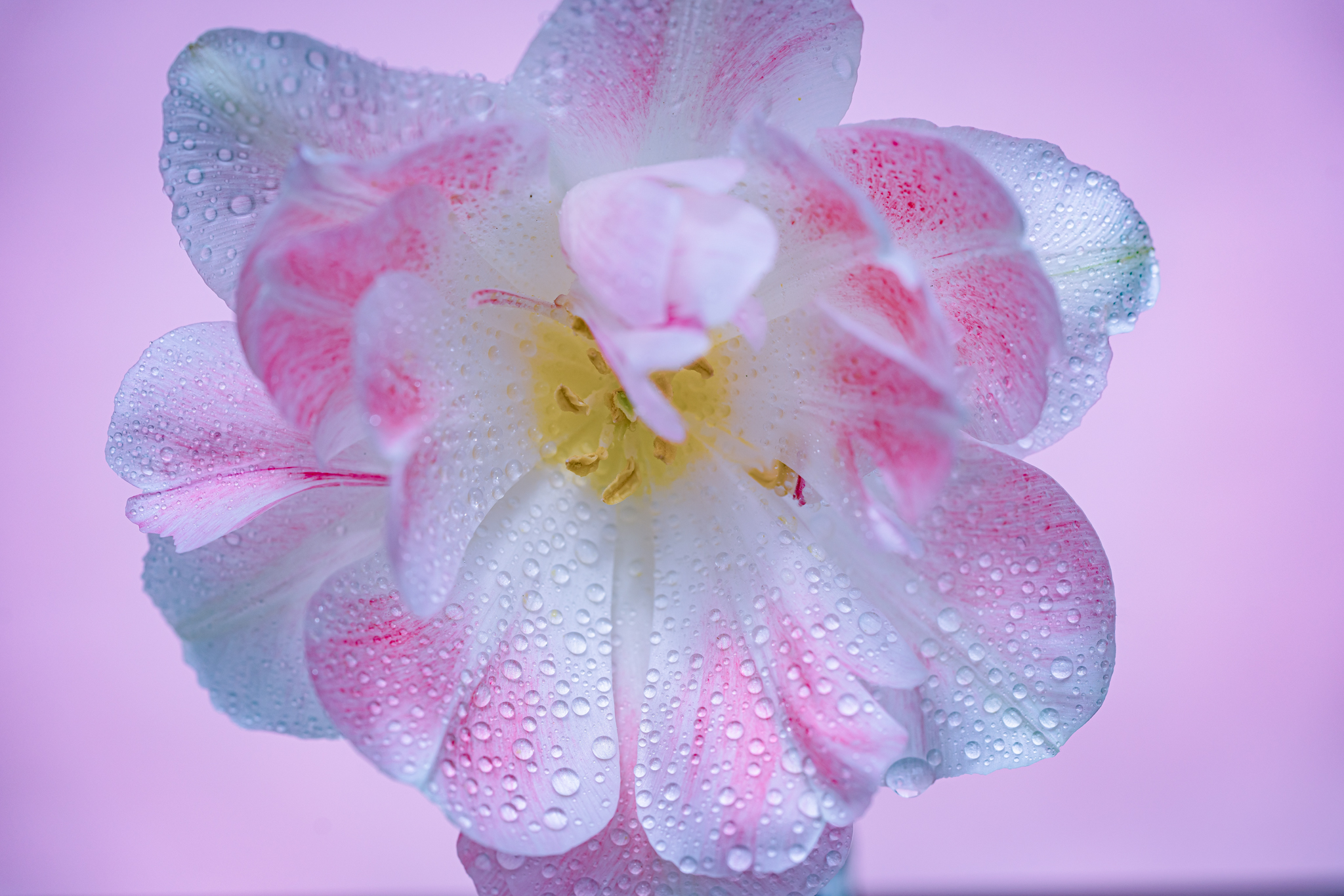 f:id:Paradisia:20210428090455j:plain