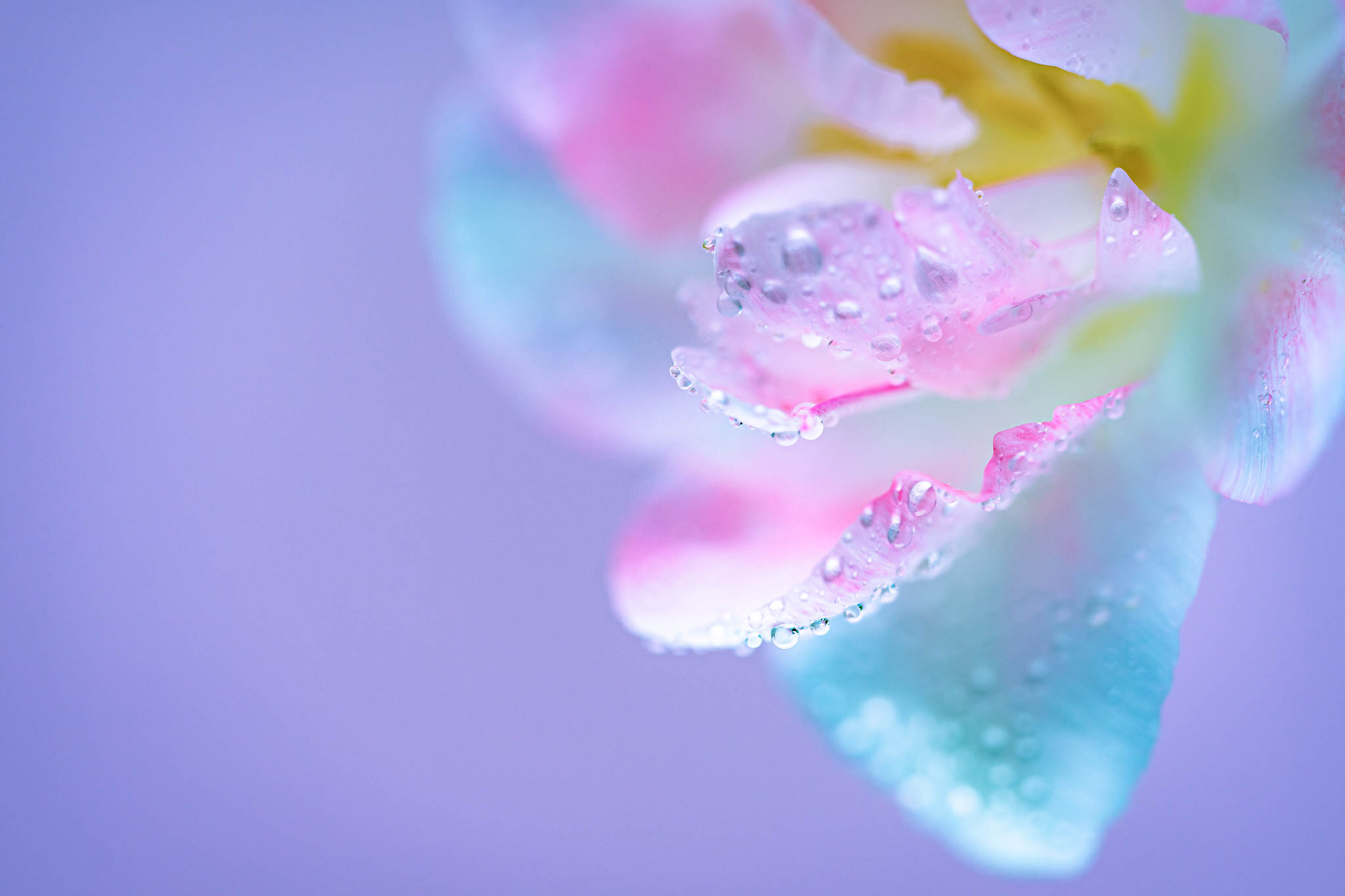 f:id:Paradisia:20210428091325j:plain
